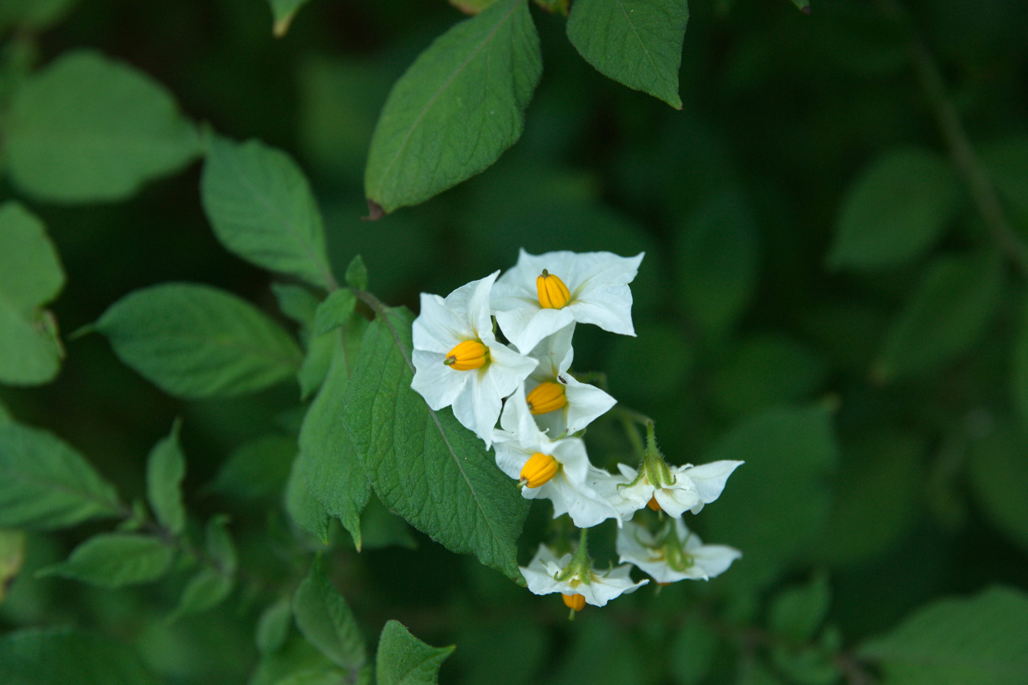 20210722 Bergheide 003