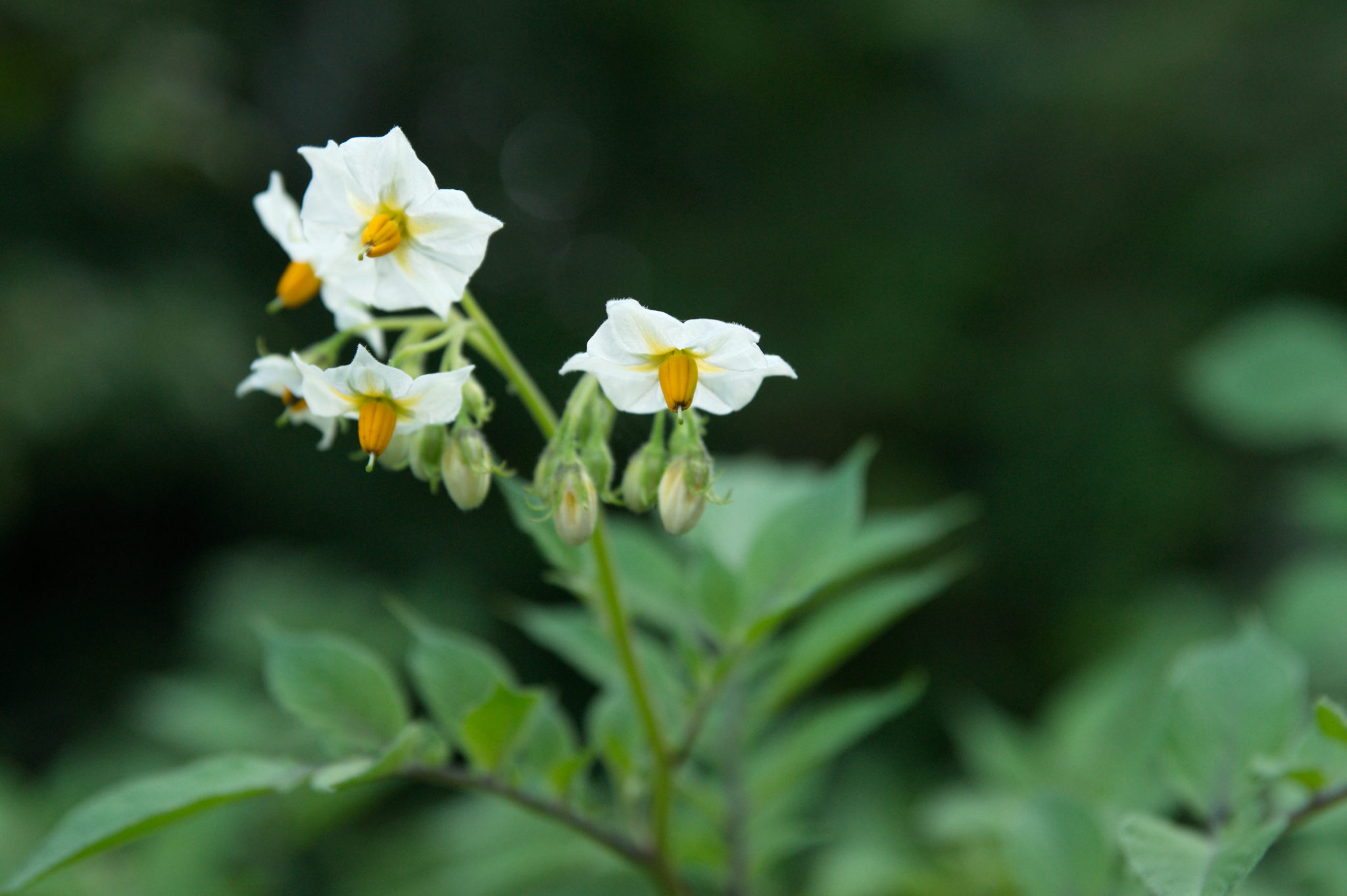 20210722 Bergheide 004