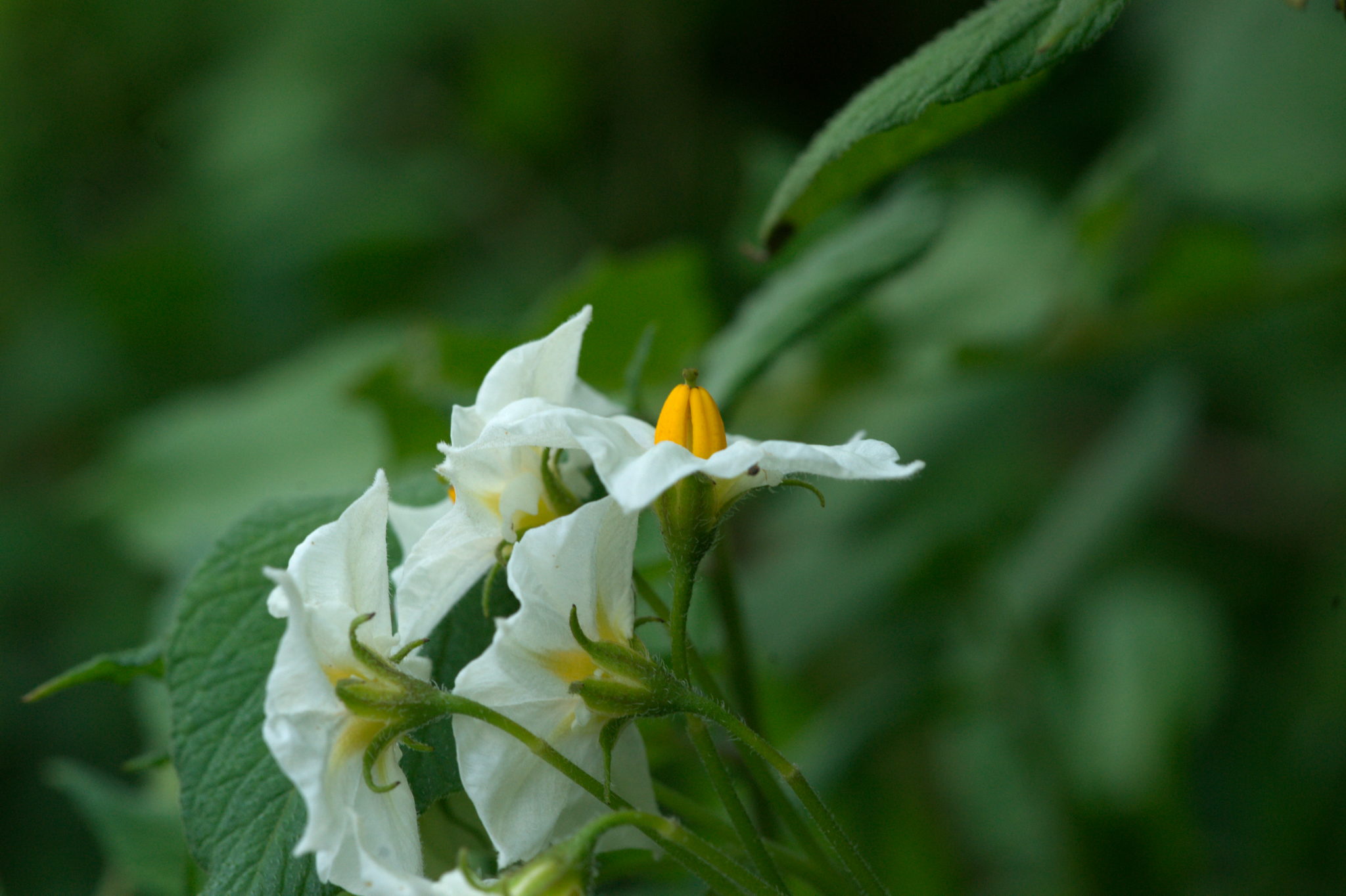 20210722 Bergheide 016