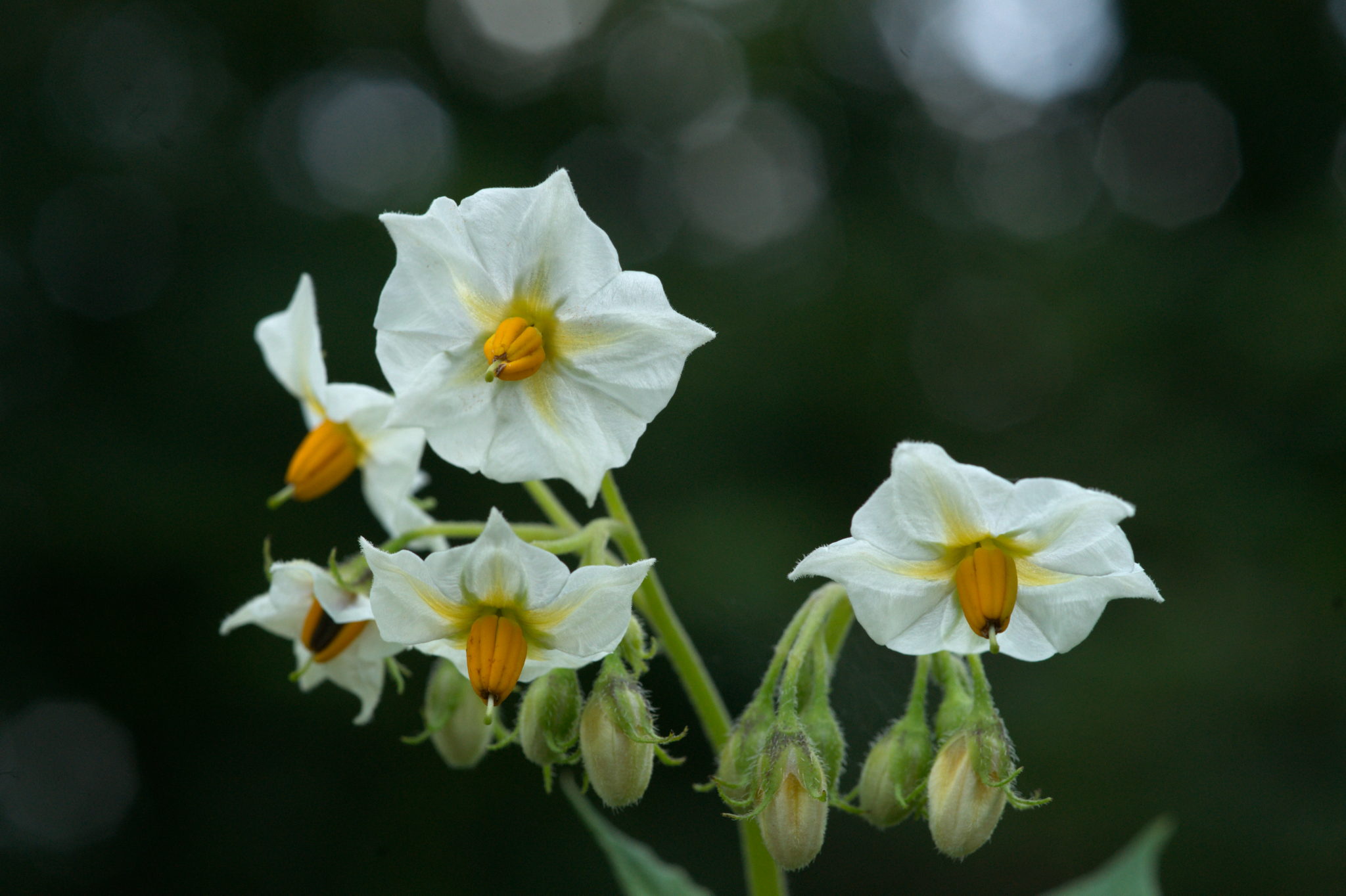 20210722 Bergheide 019