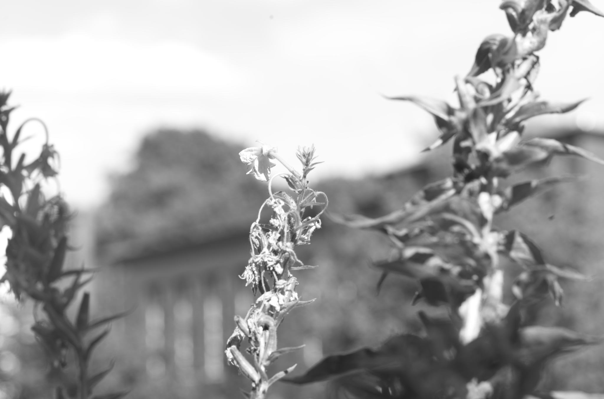 Grün(t)raum Heimfeld - ein Permakultur-Projekt