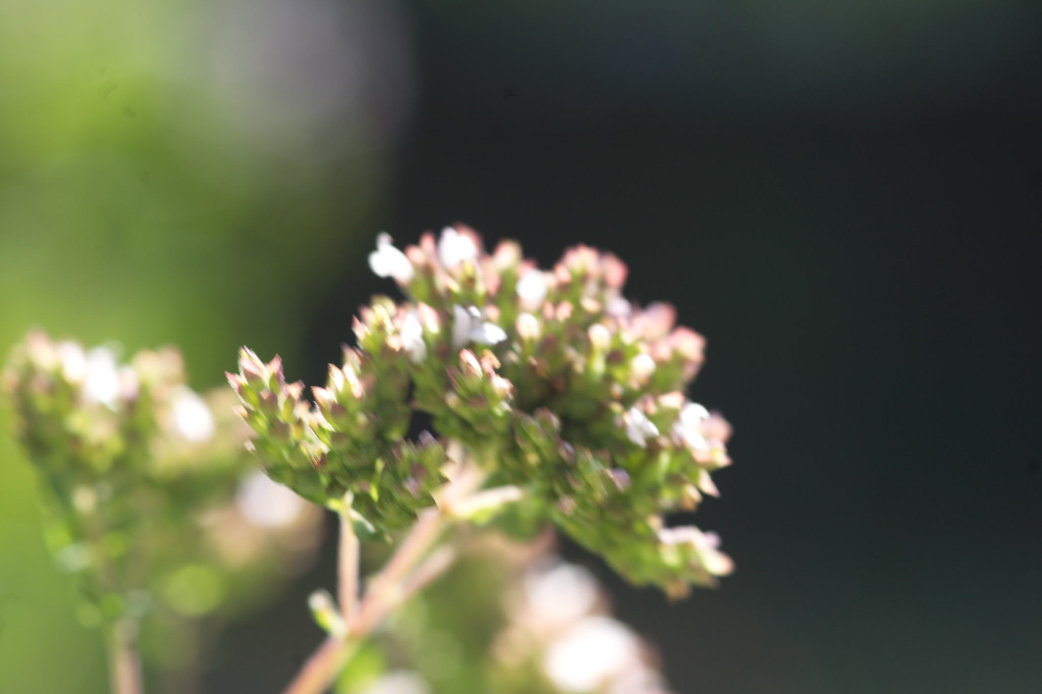 20220803 Gruen(t)raum Heimfeld 03