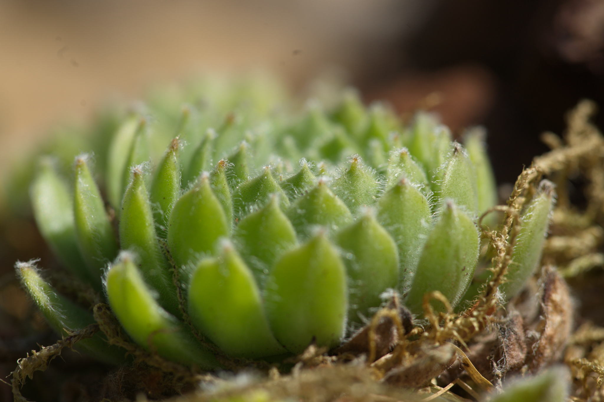 20220803 Gruen(t)raum Heimfeld 04