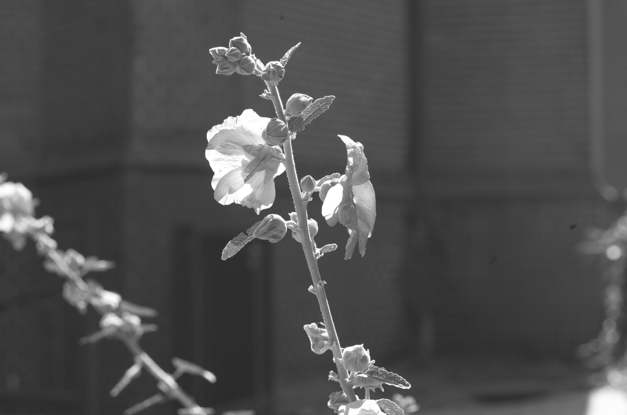 20220803 Gruen(t)raum Heimfeld 05