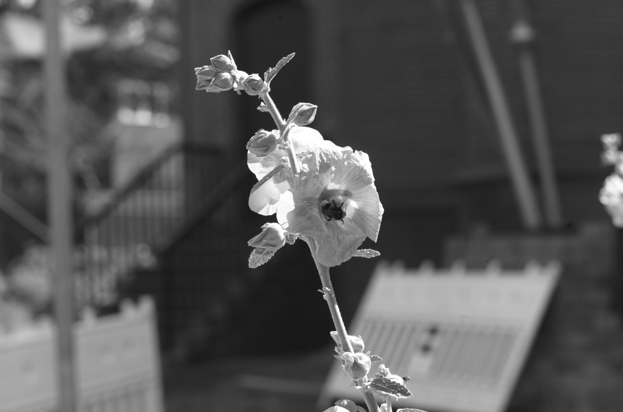 20220803 Gruen(t)raum Heimfeld 08