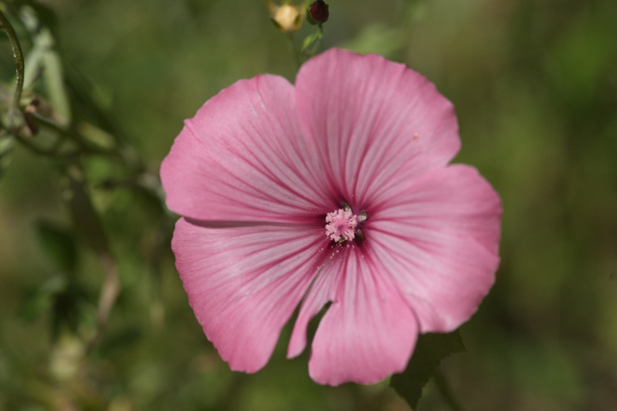 20220803 Gruen(t)raum Heimfeld 11