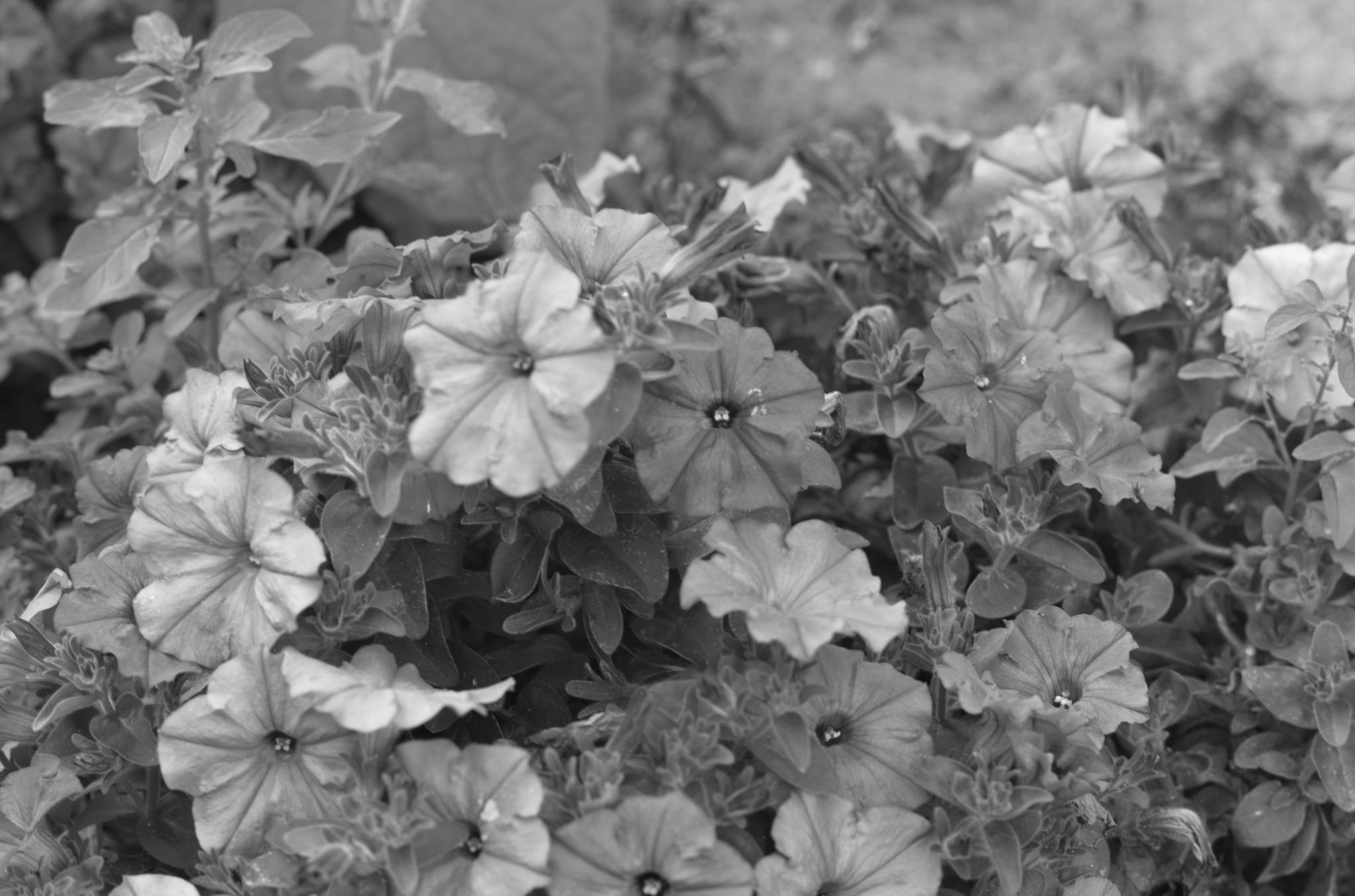 20220803 Gruen(t)raum Heimfeld 12