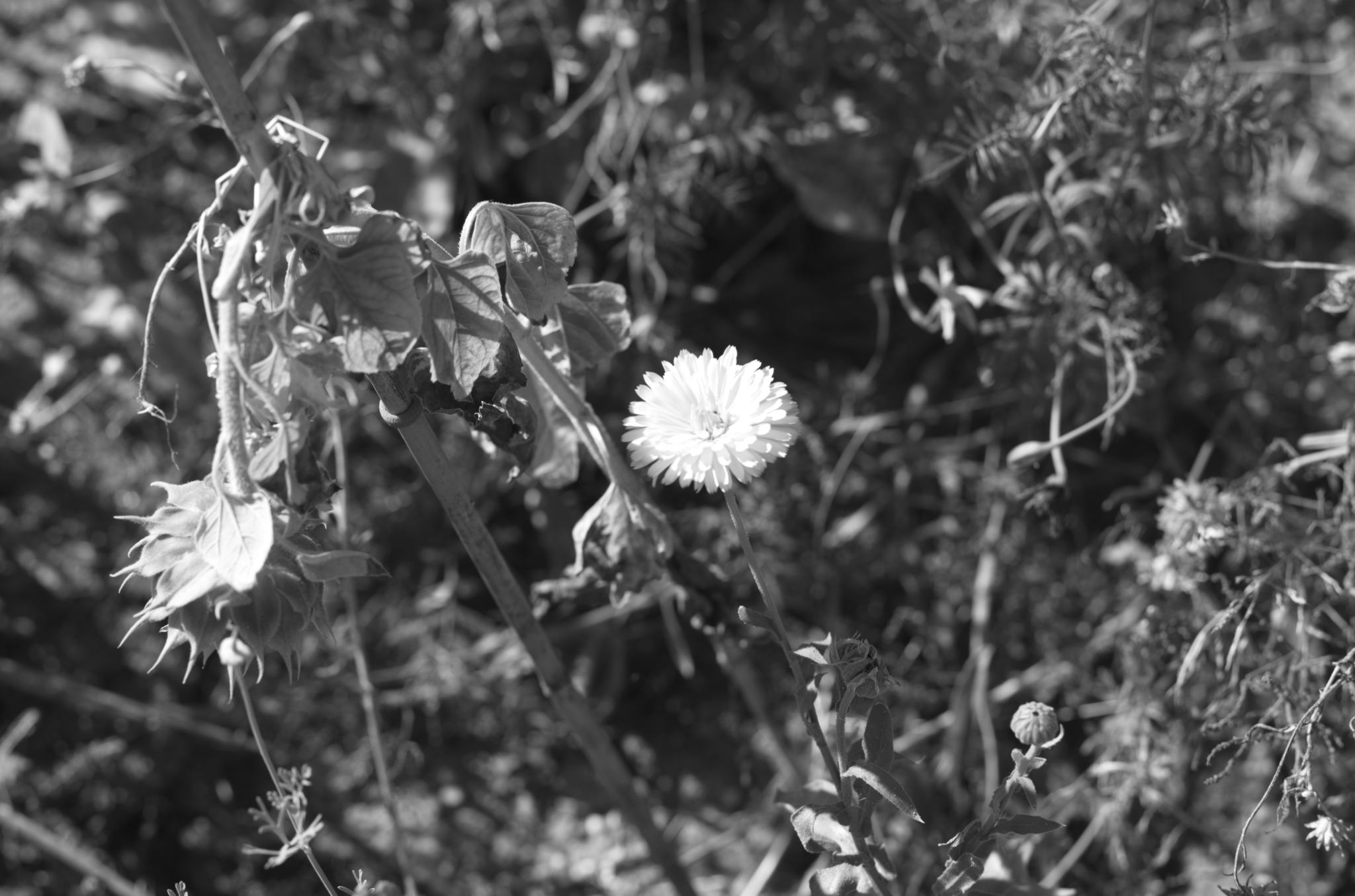 20220803 Gruen(t)raum Heimfeld 14