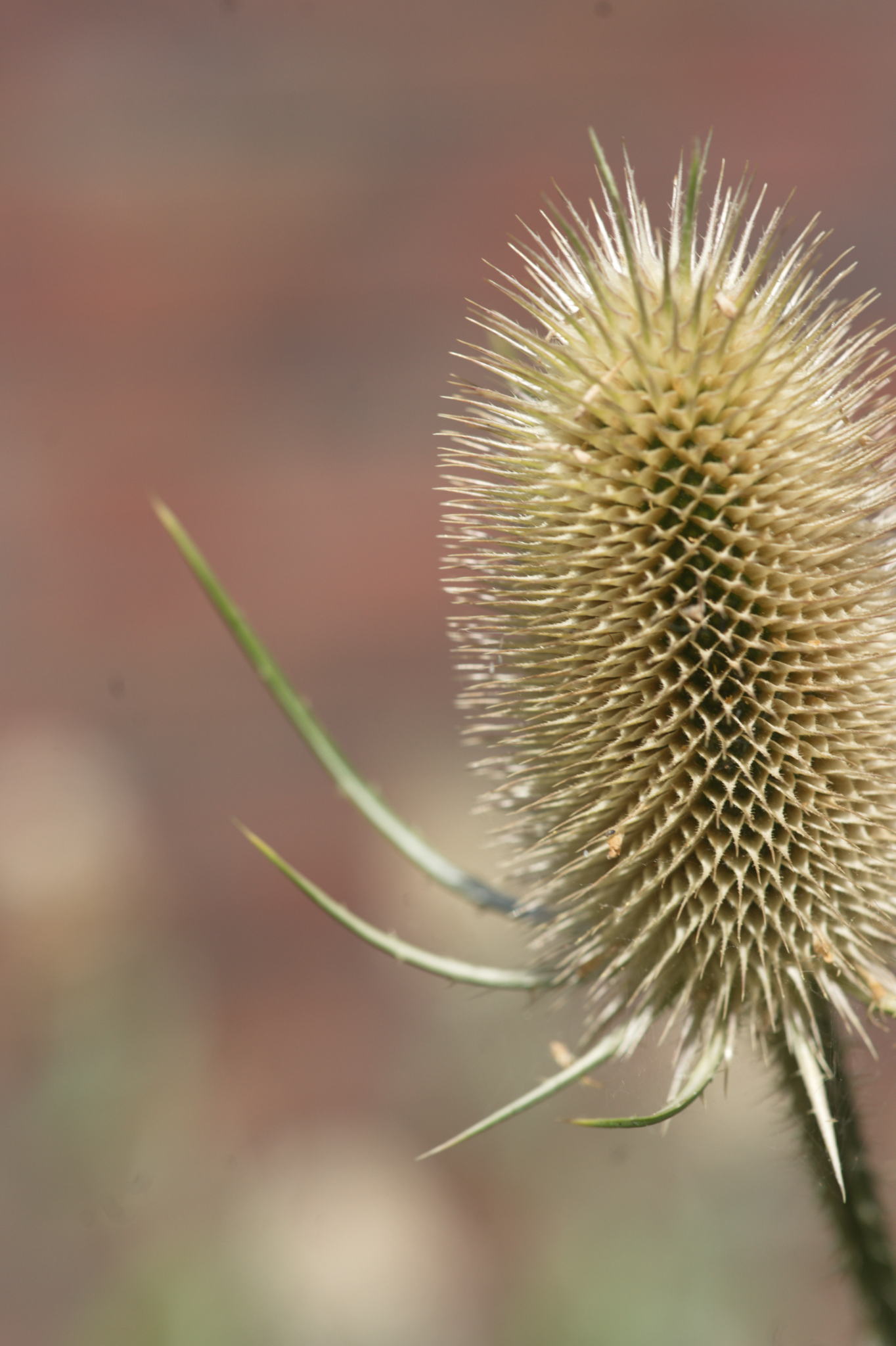 20220803 Gruen(t)raum Heimfeld 17