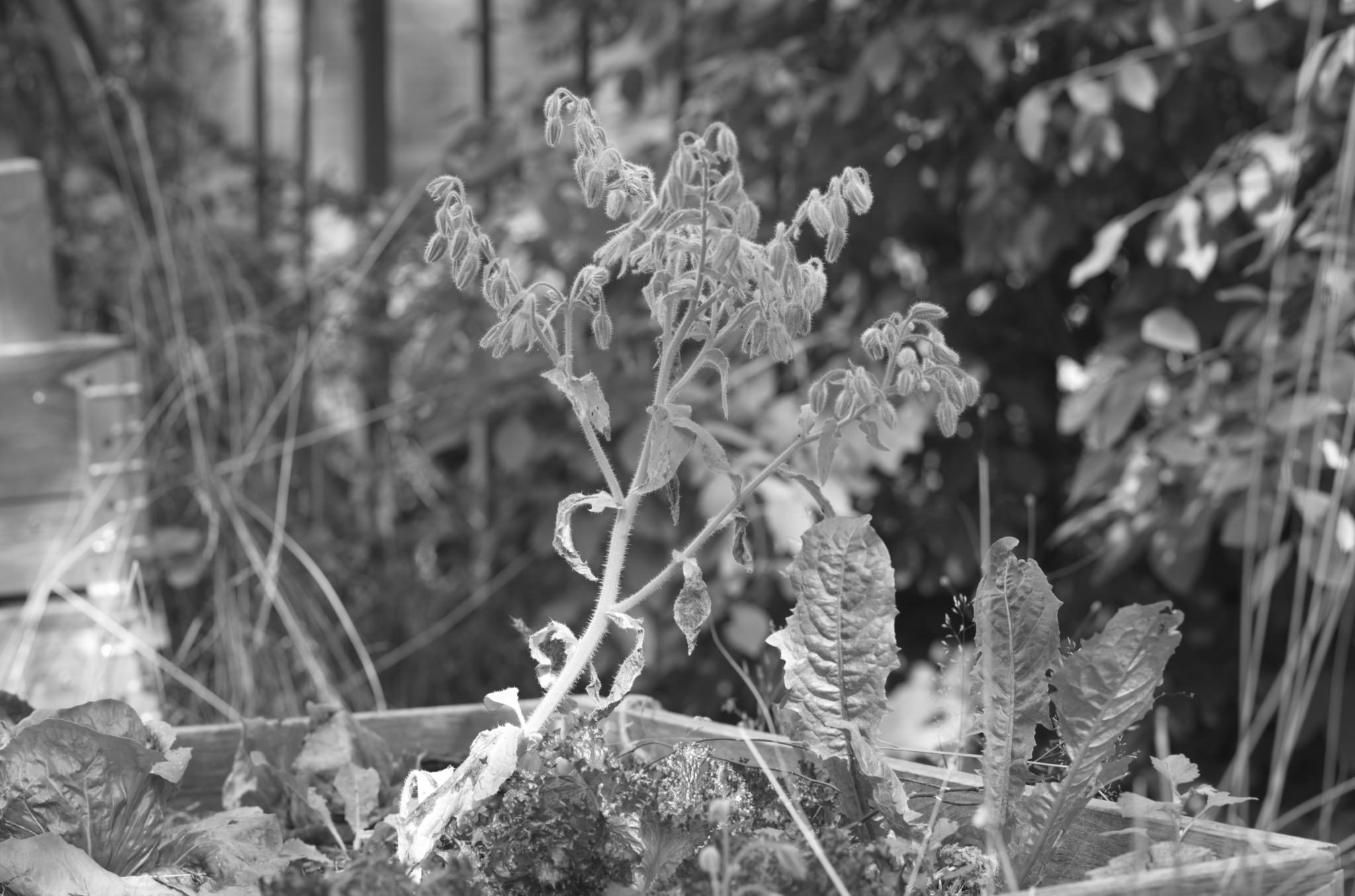 20220803 Gruen(t)raum Heimfeld 21