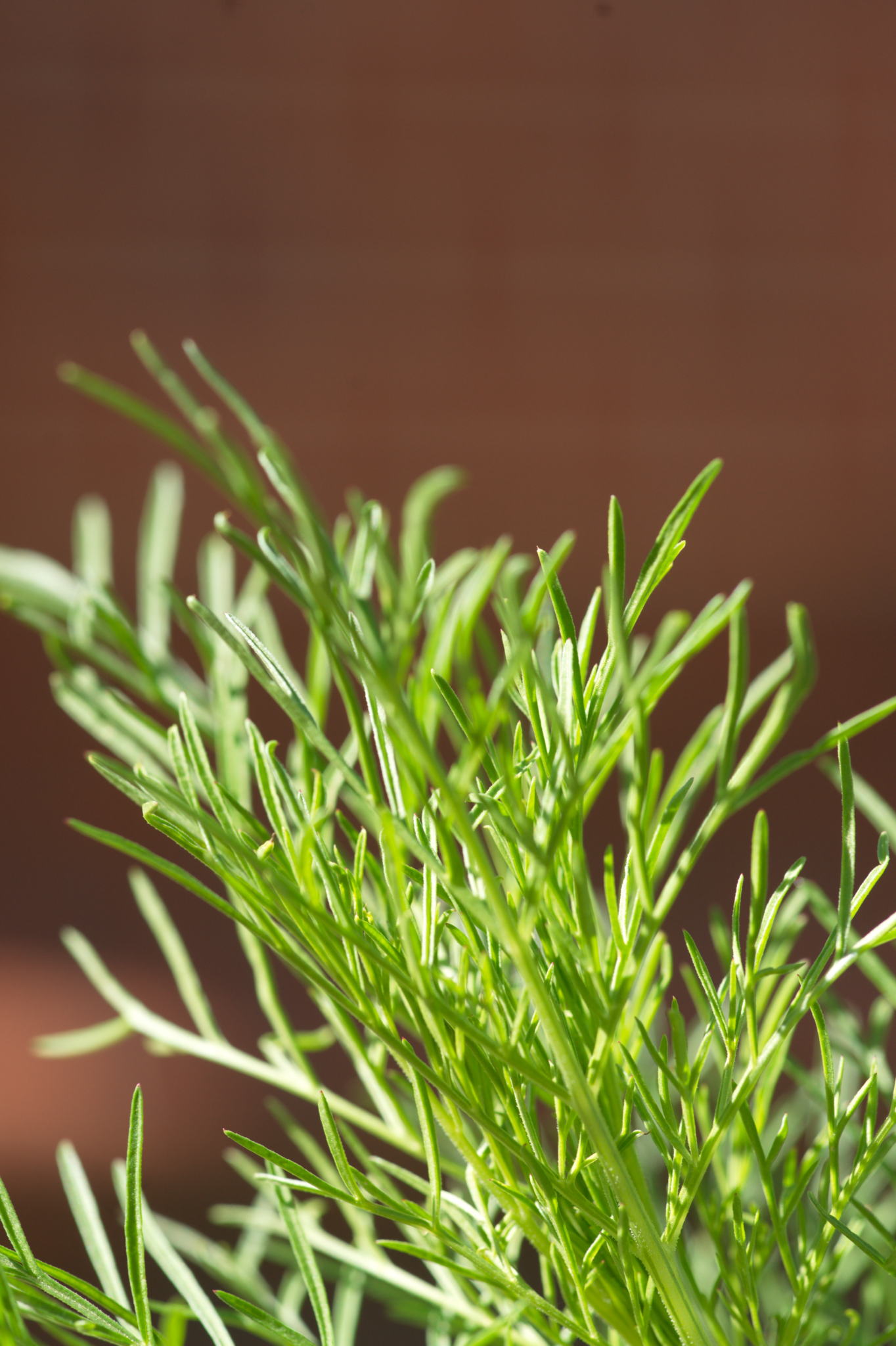 20220803 Gruen(t)raum Heimfeld 22