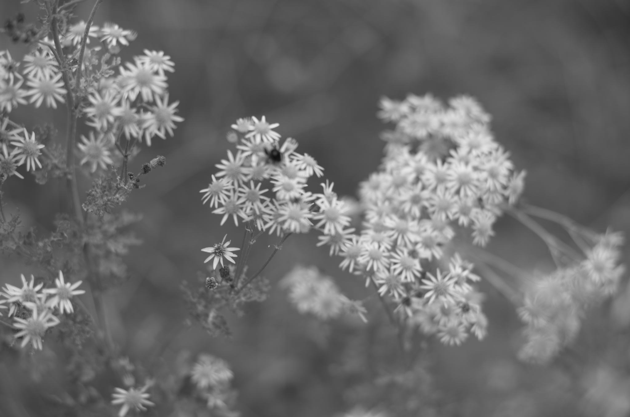 20220803 Gruen(t)raum Heimfeld 26 1