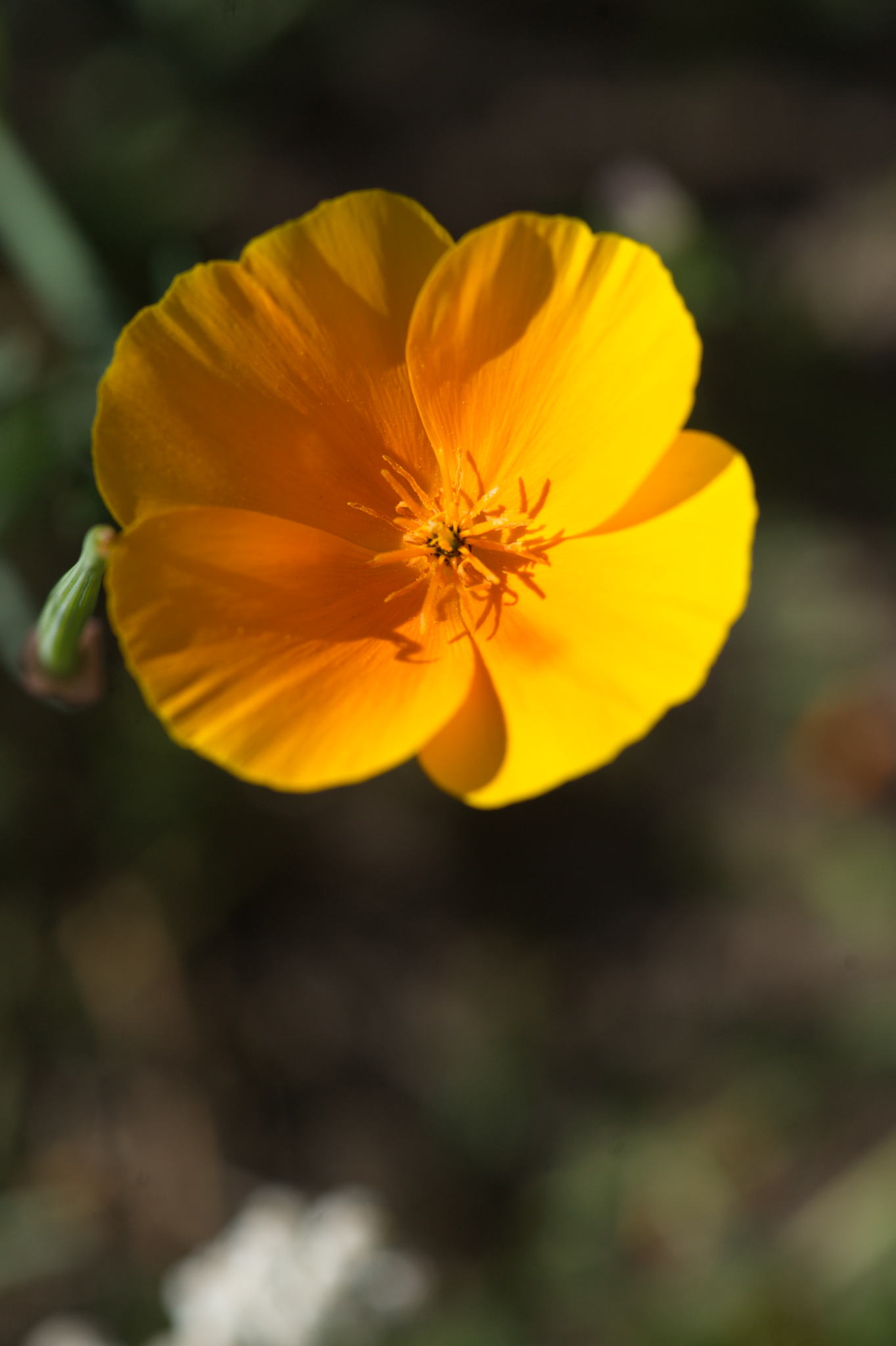 20220803 Gruen(t)raum Heimfeld 30