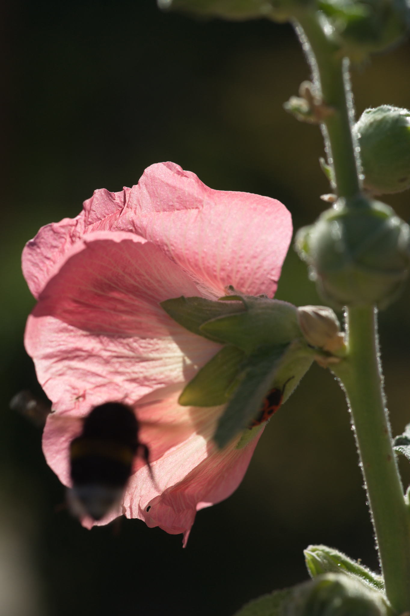 20220803 Gruen(t)raum Heimfeld 33