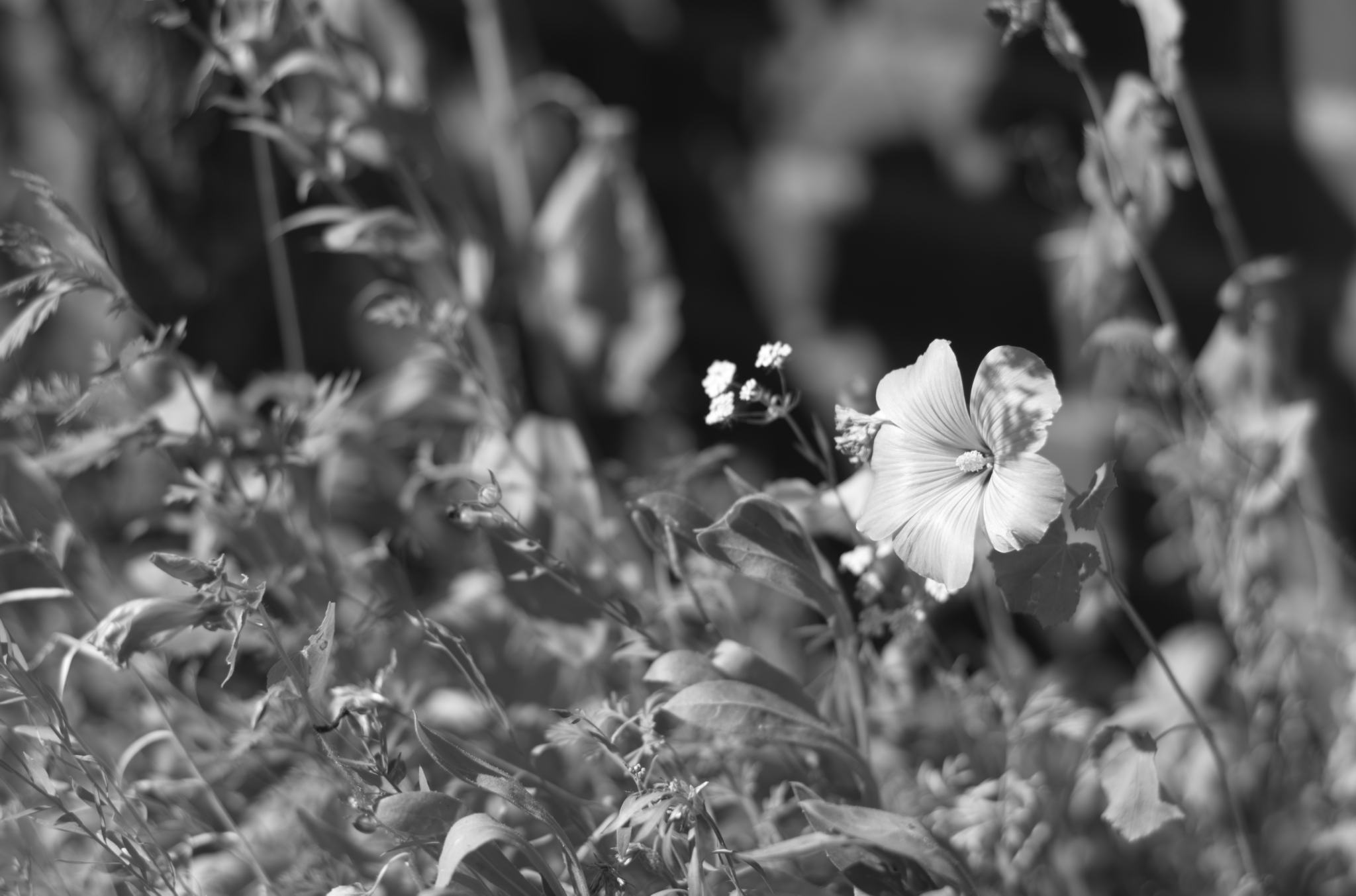 20220803 Gruen(t)raum Heimfeld 39