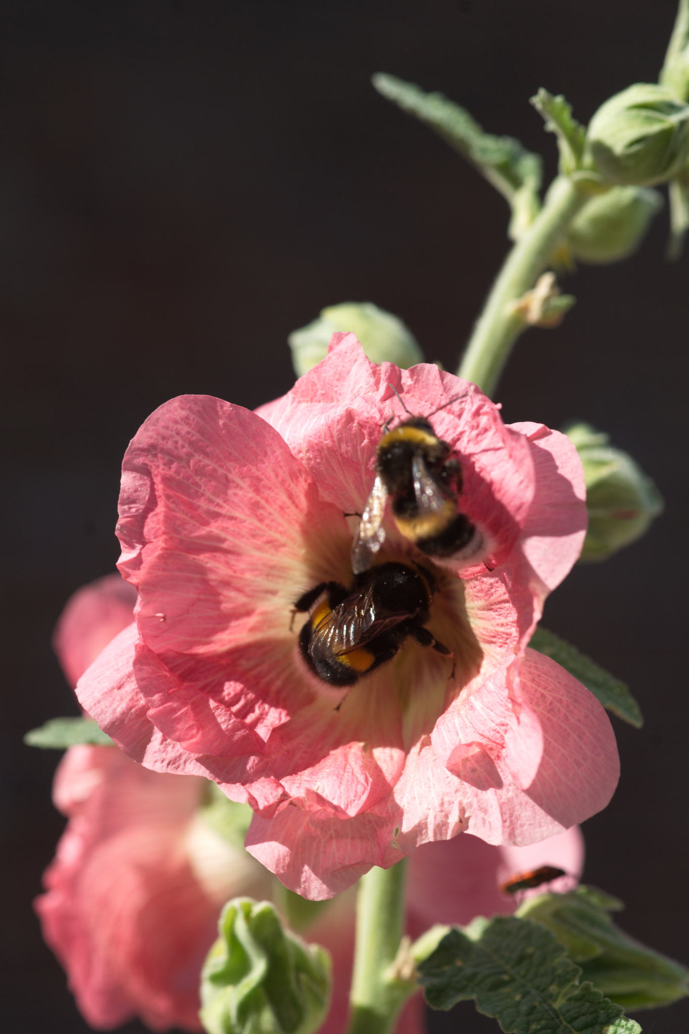 20220803 Gruen(t)raum Heimfeld 40