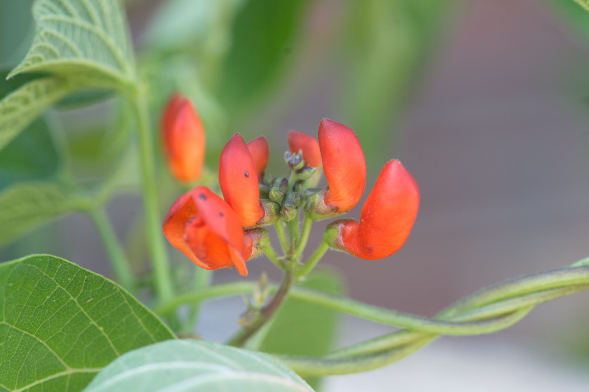 20220803 Gruen(t)raum Heimfeld 51