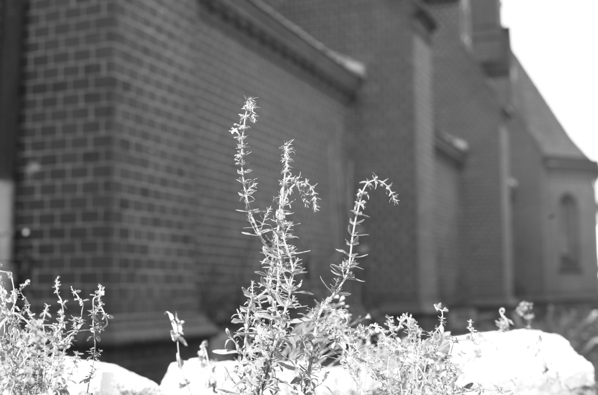 20220720 Gruen(t)raum Heimfeld 02