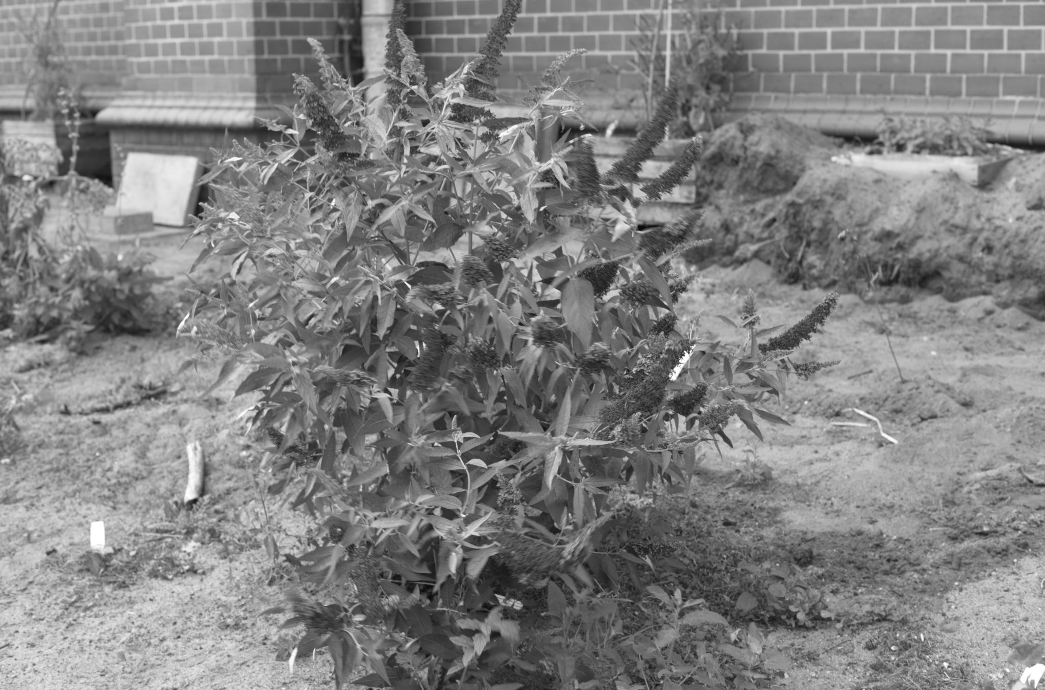 20220720 Gruen(t)raum Heimfeld 04