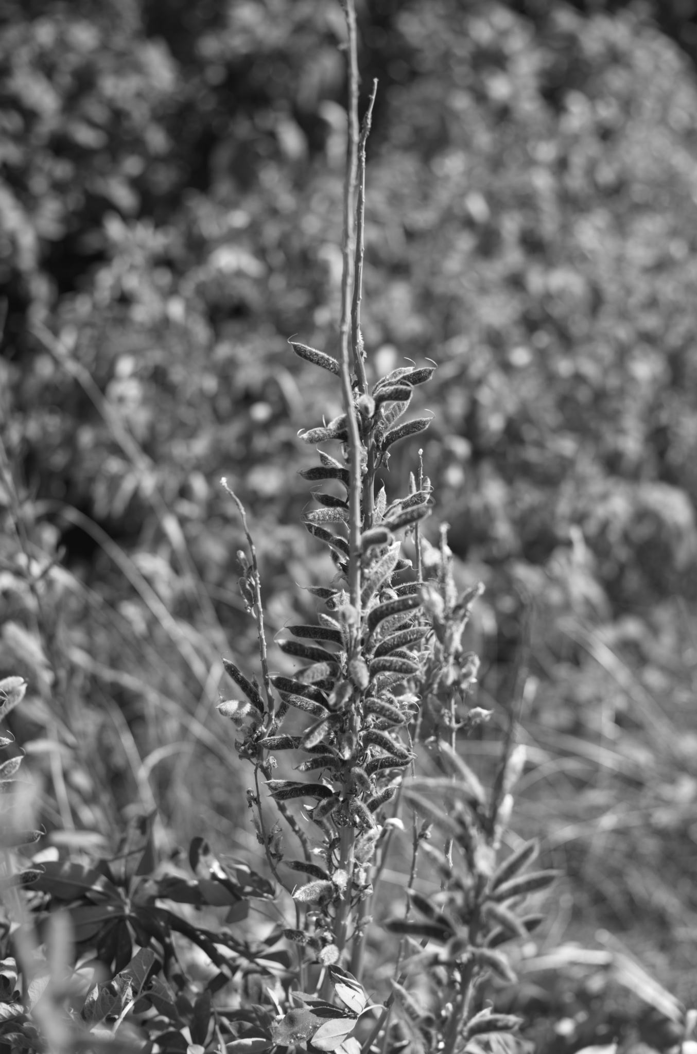 20220720 Gruen(t)raum Heimfeld 09