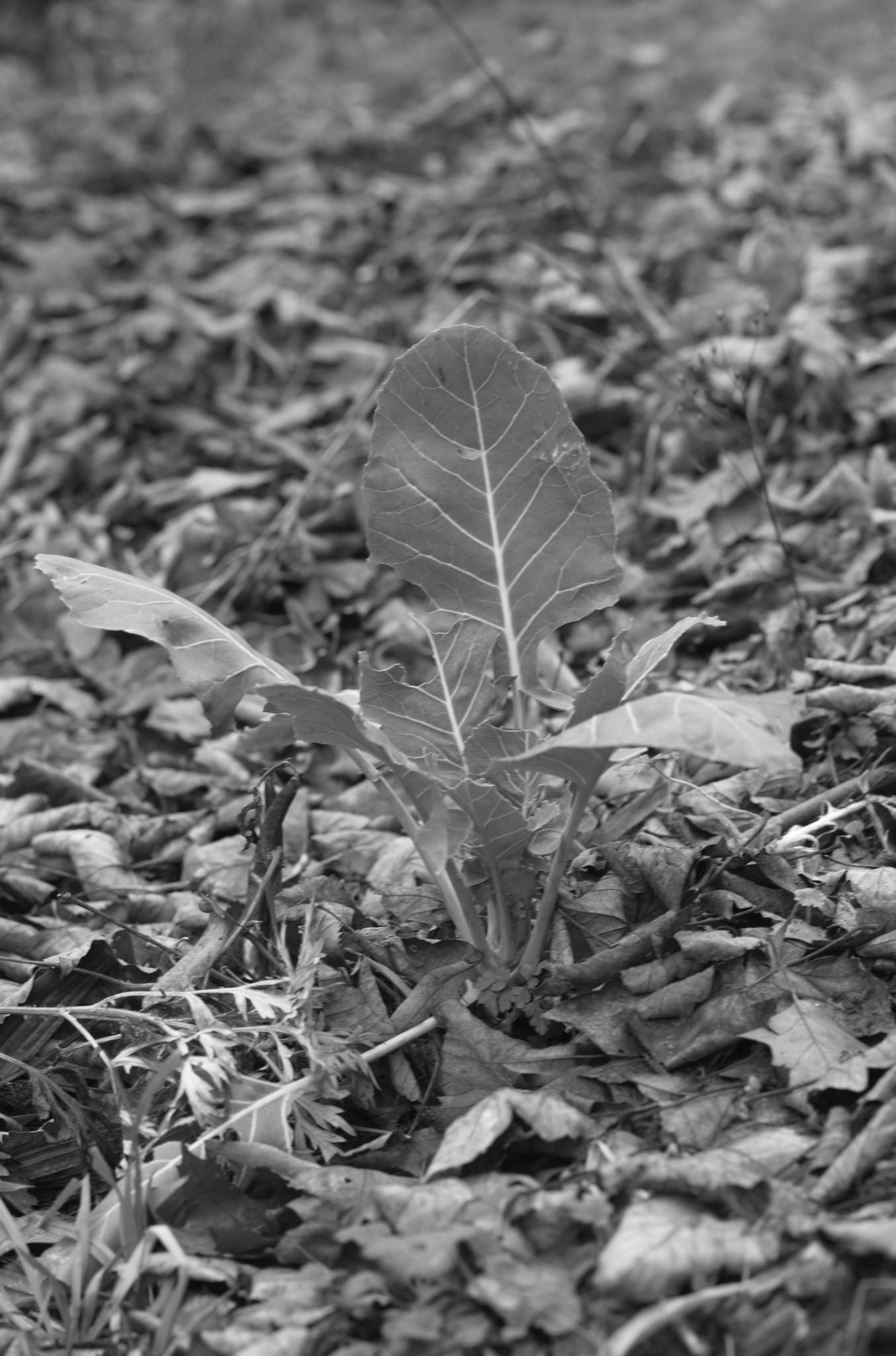 20211215 Gruen(t)raumHeimfeld 07