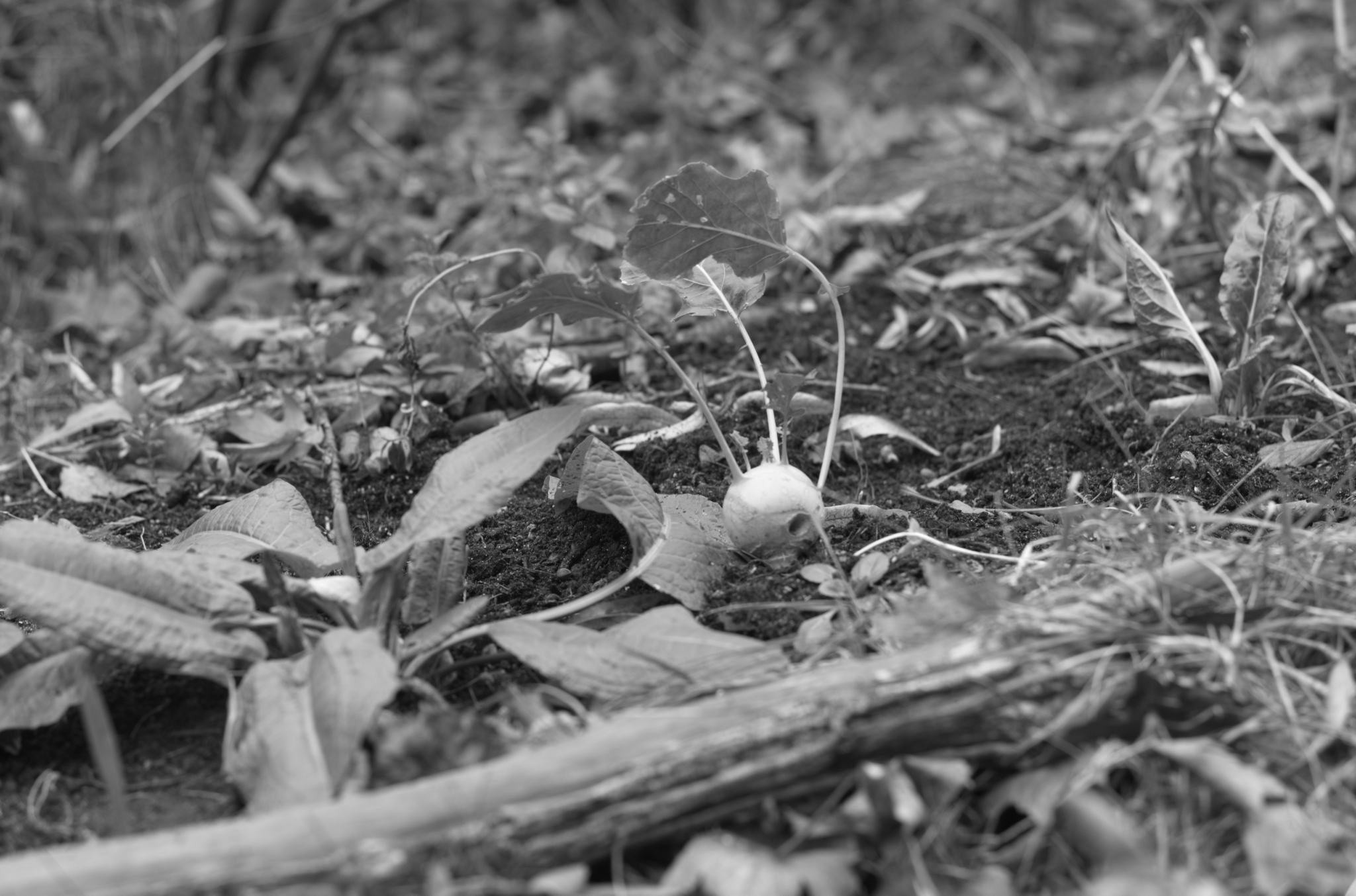 20211215 Gruen(t)raumHeimfeld 09