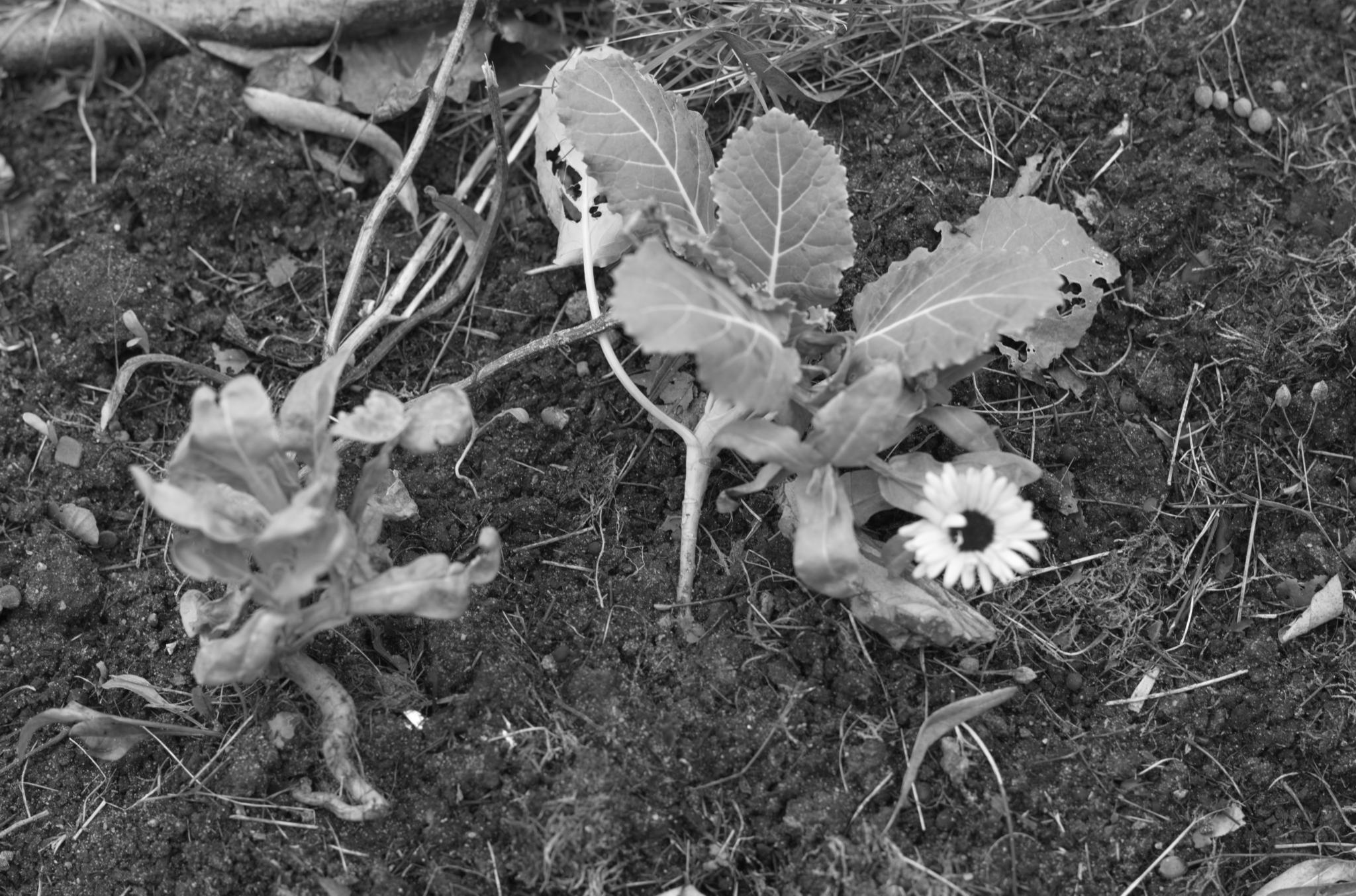 20211215 Gruen(t)raumHeimfeld 10