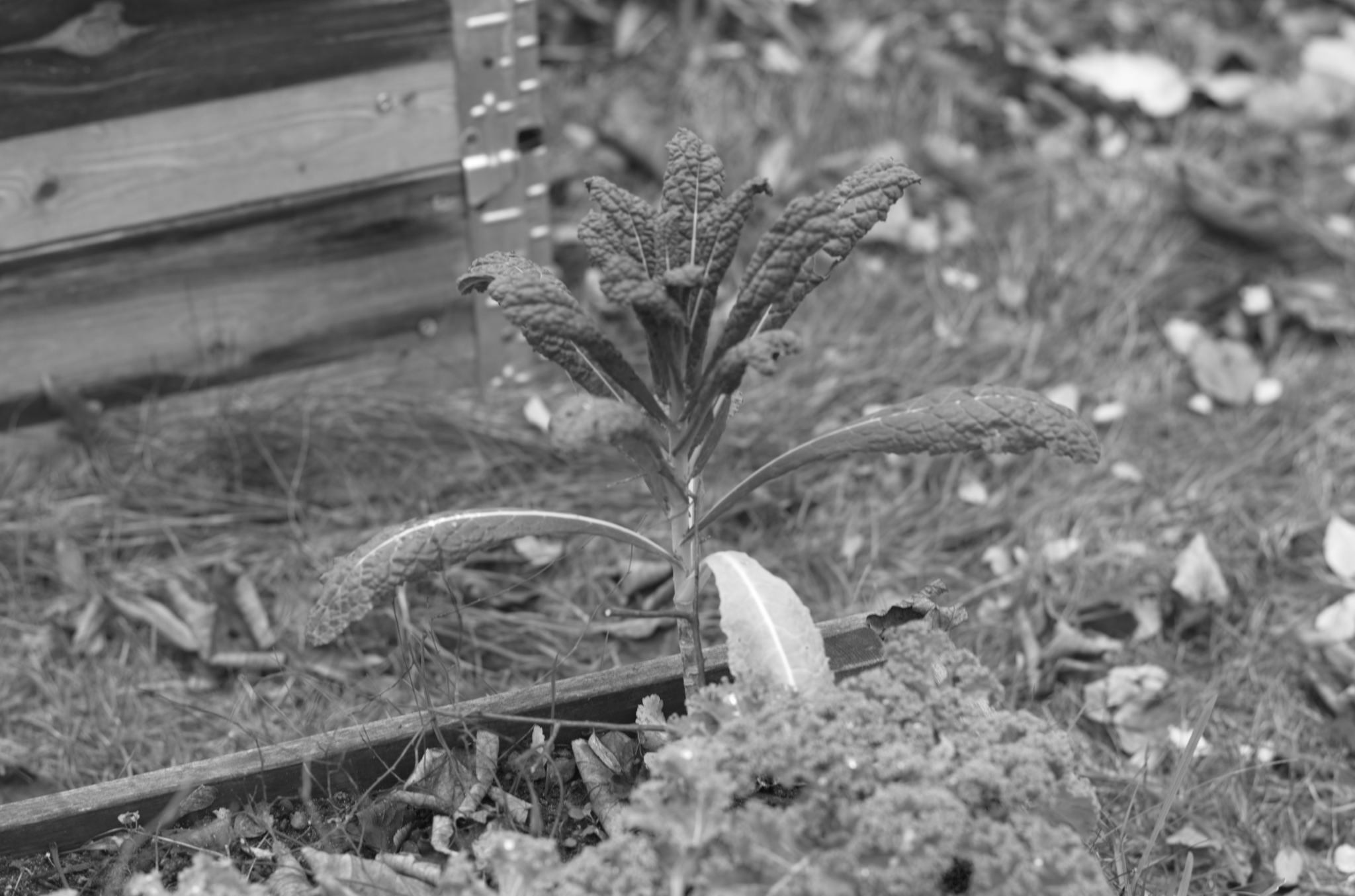 20211215 Gruen(t)raumHeimfeld 12