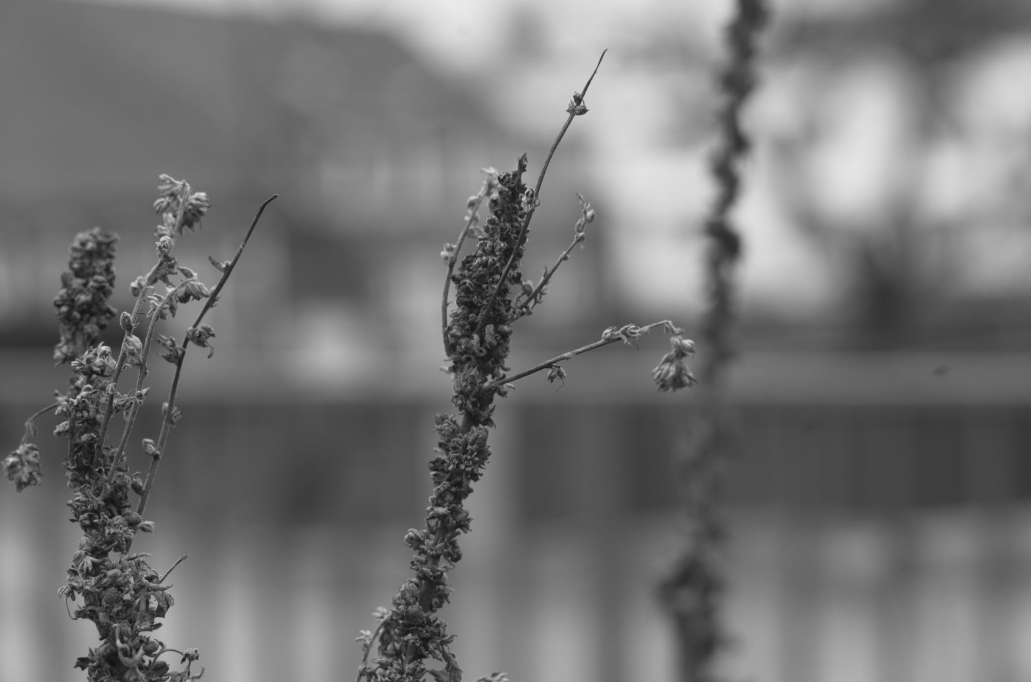 20211215 Gruen(t)raumHeimfeld 14