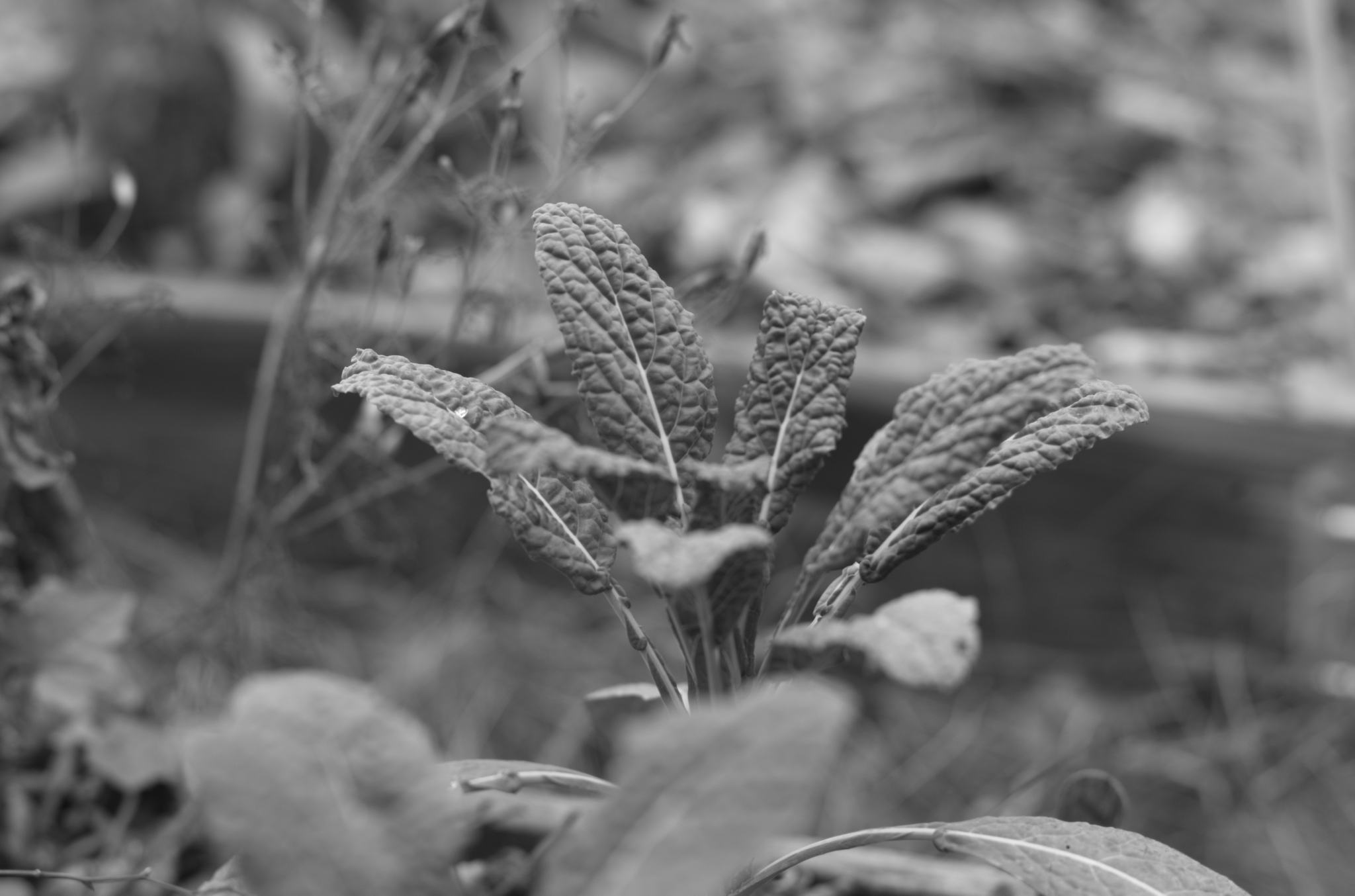 20211215 Gruen(t)raumHeimfeld 15