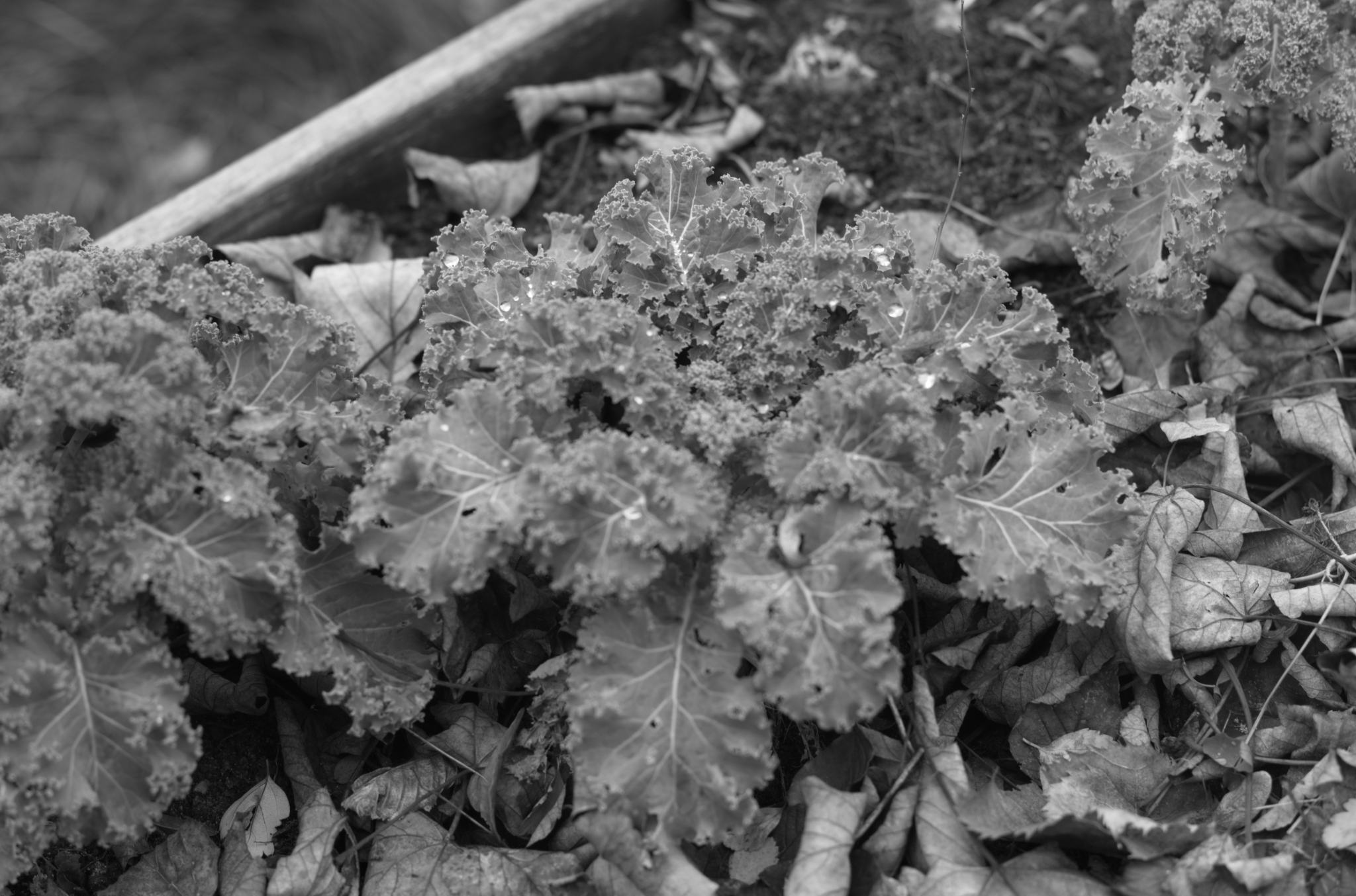 20211215 Gruen(t)raumHeimfeld 17