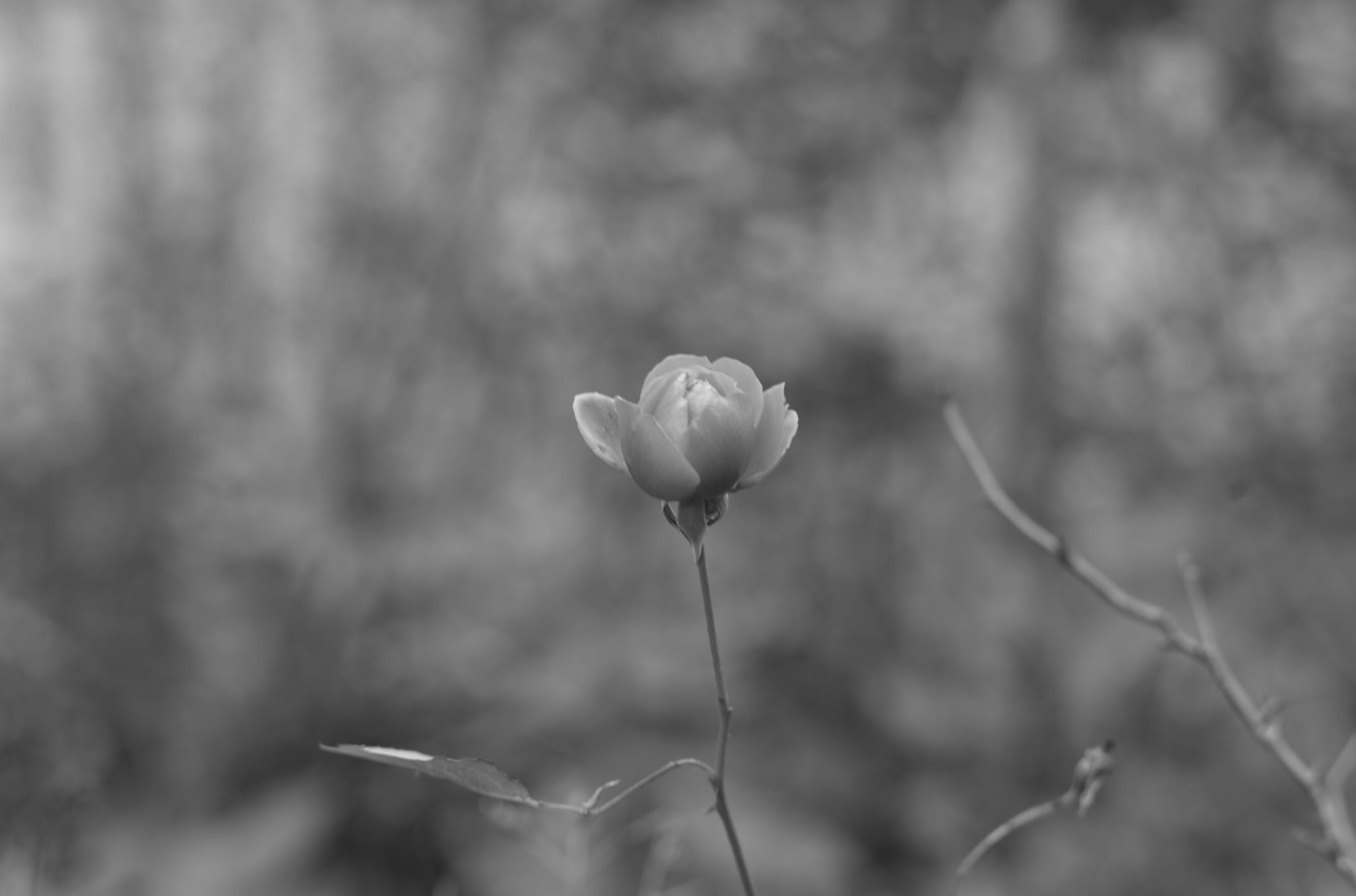 20211215 Gruen(t)raumHeimfeld 23