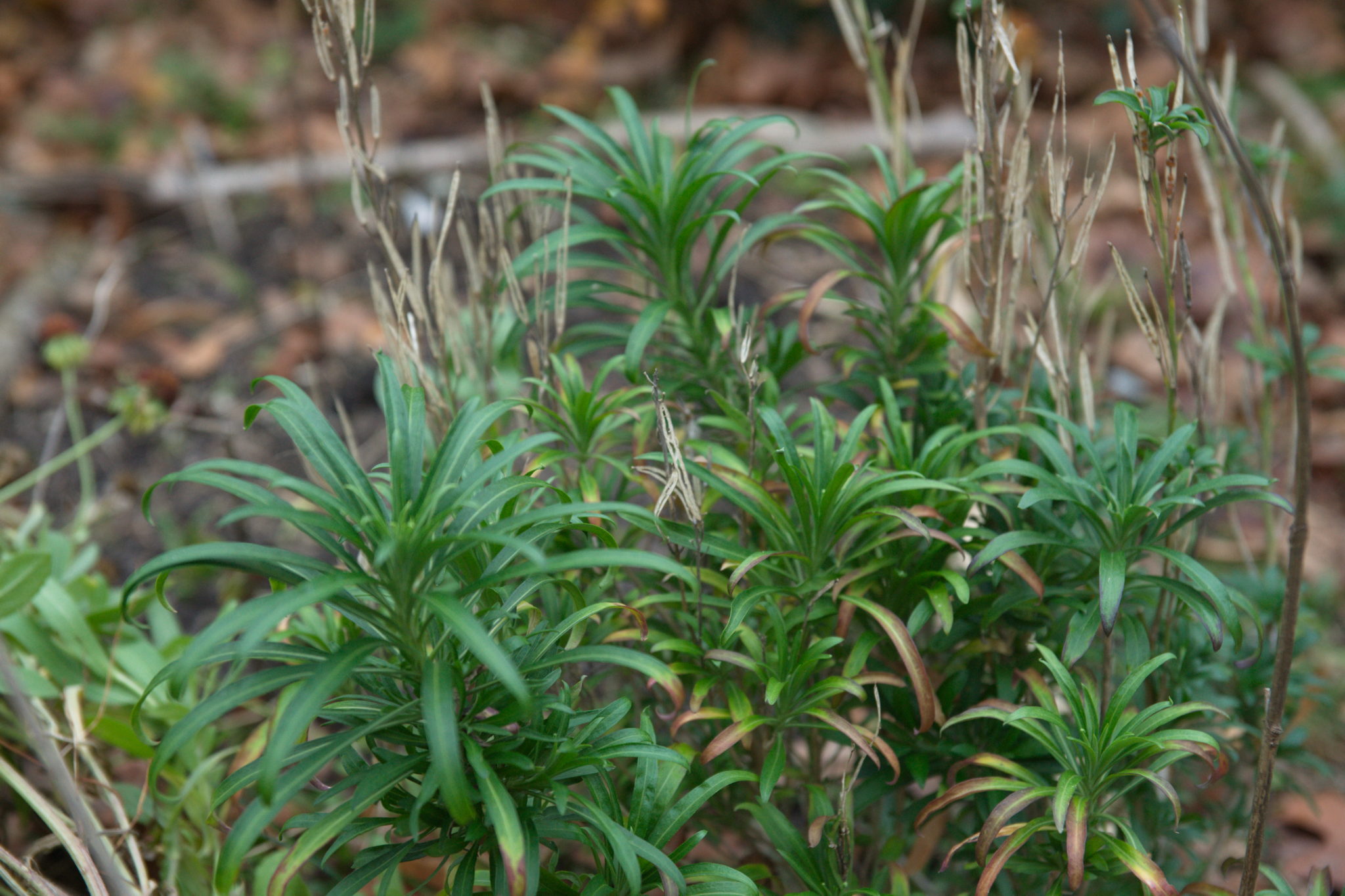 20211215 Gruen(t)raum Heimfeld 010