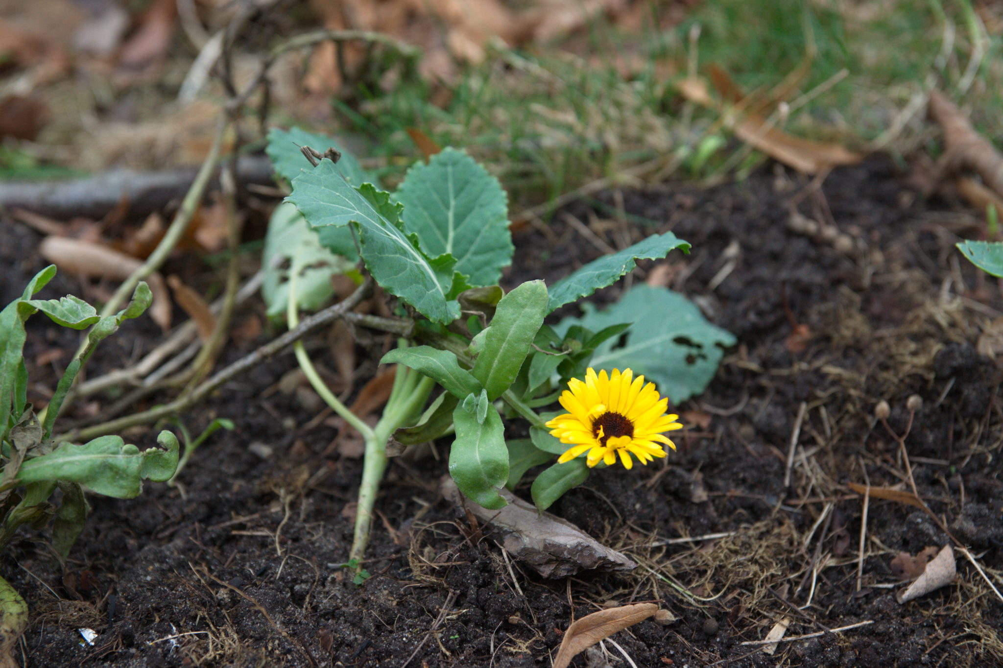 20211215 Gruen(t)raum Heimfeld 012