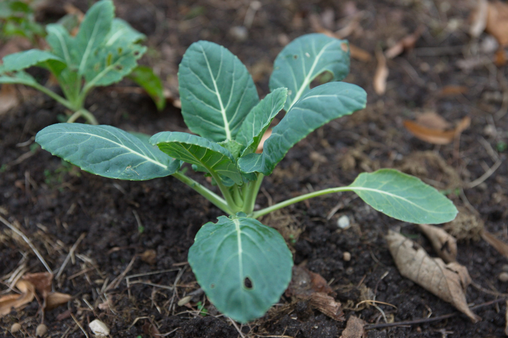 20211215 Gruen(t)raum Heimfeld 013