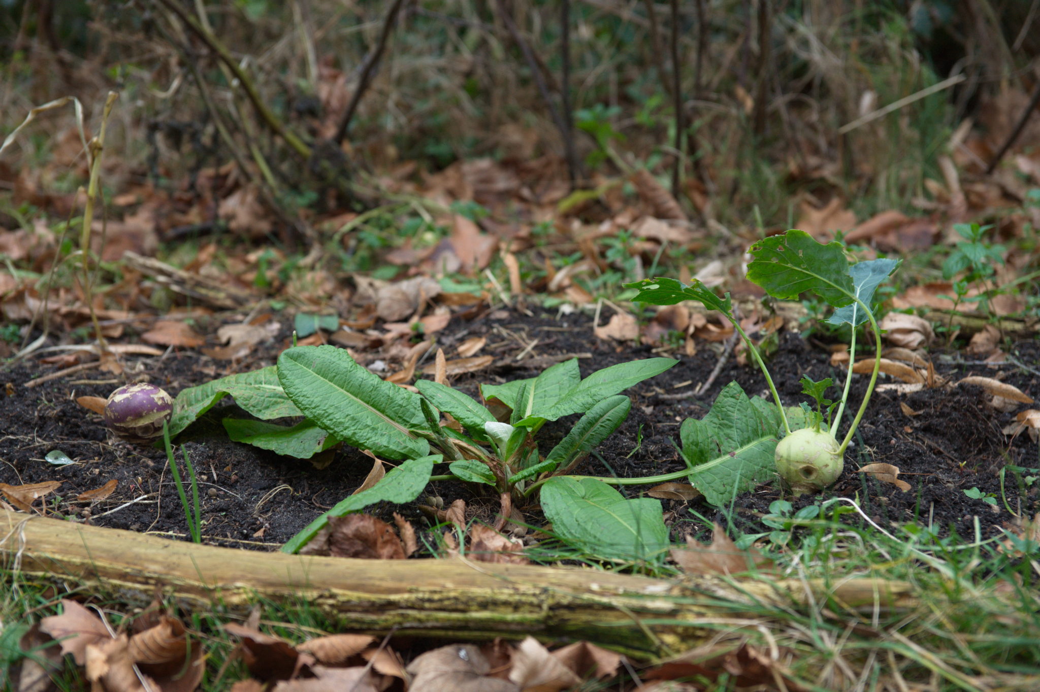 20211215 Gruen(t)raum Heimfeld 014