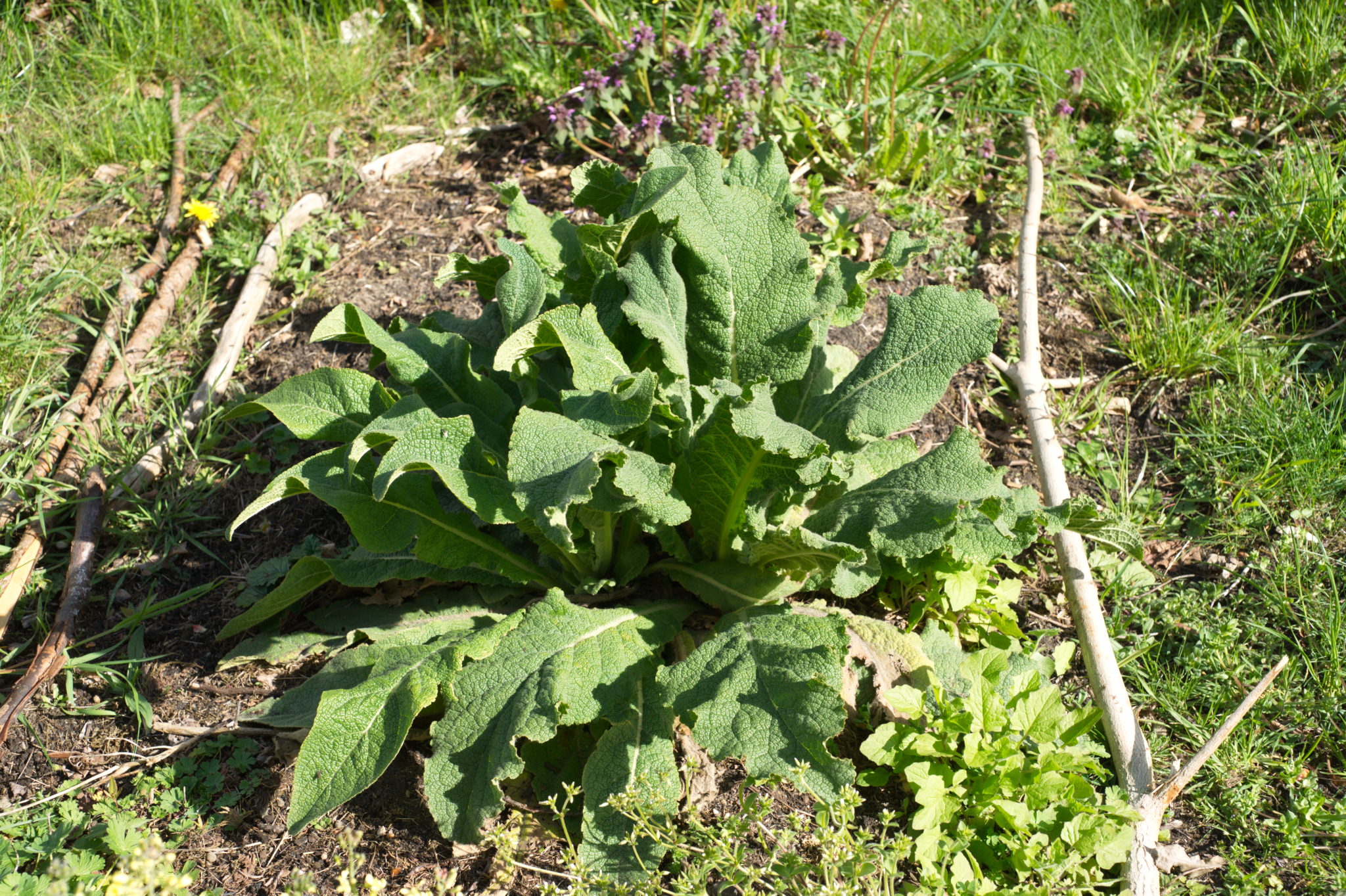 20210506 GruentraumHeimfeld 041