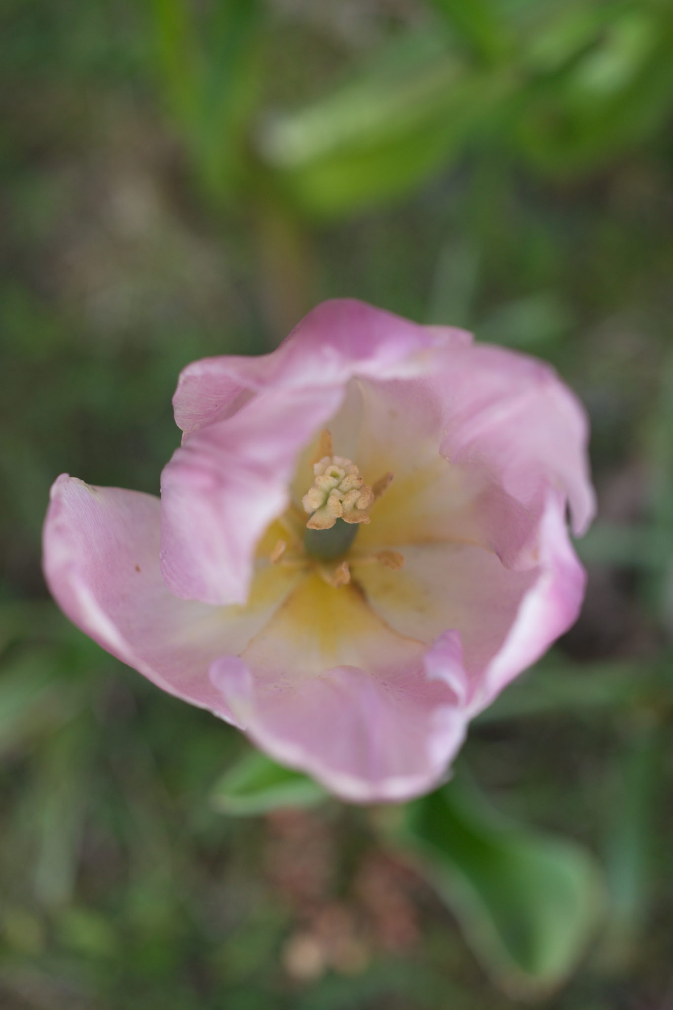 20210506 GruentraumHeimfeld 042