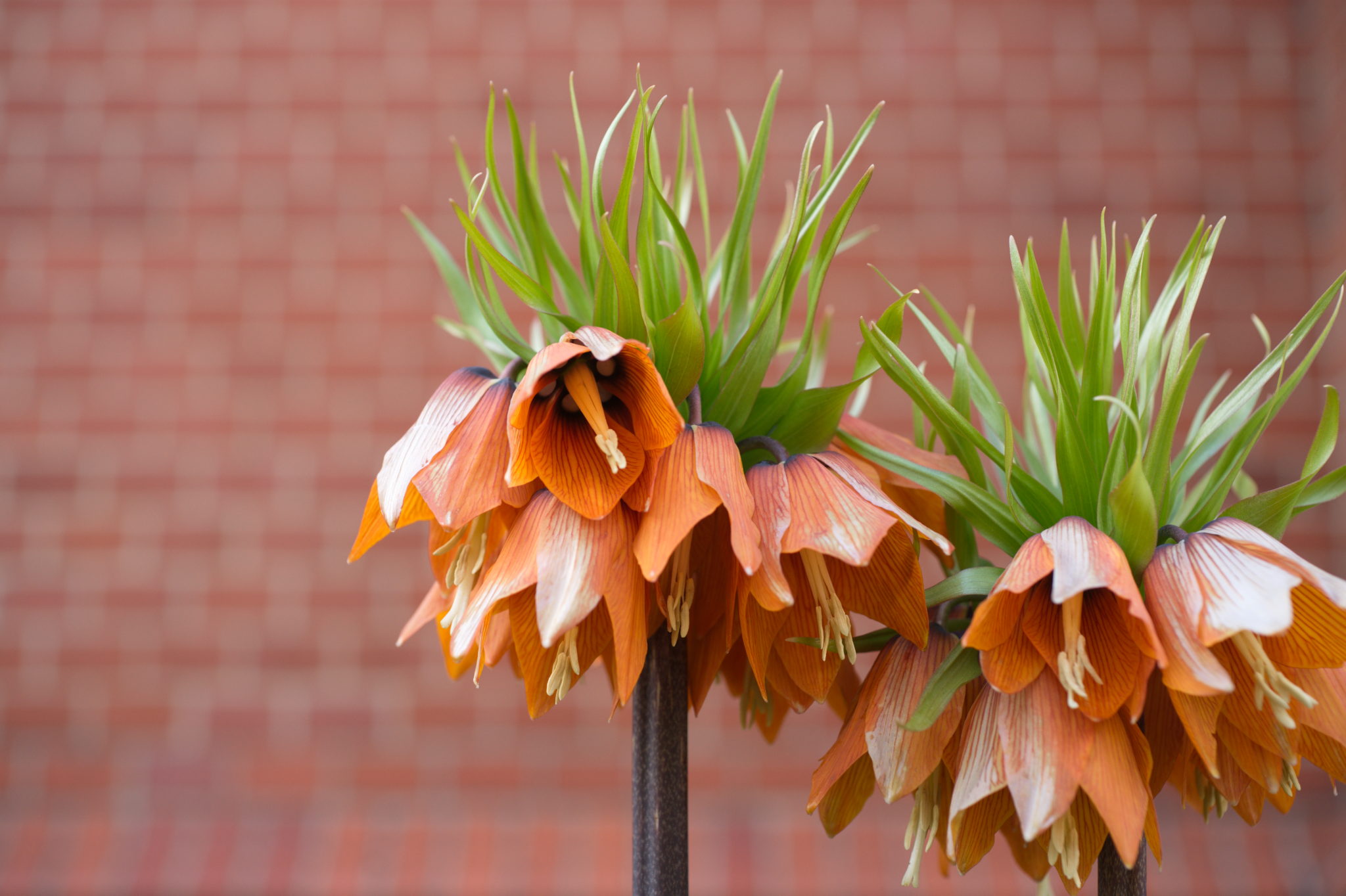 20210506 GruentraumHeimfeld 045