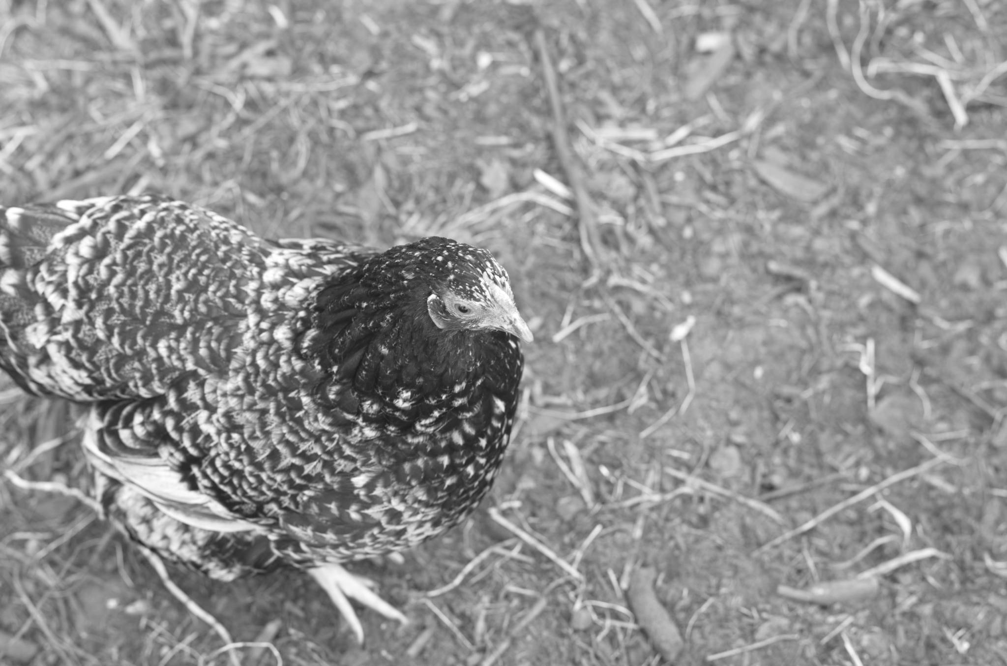 Eindrücke aus dem Nachbarschaftsgarten Neuwiedenthal