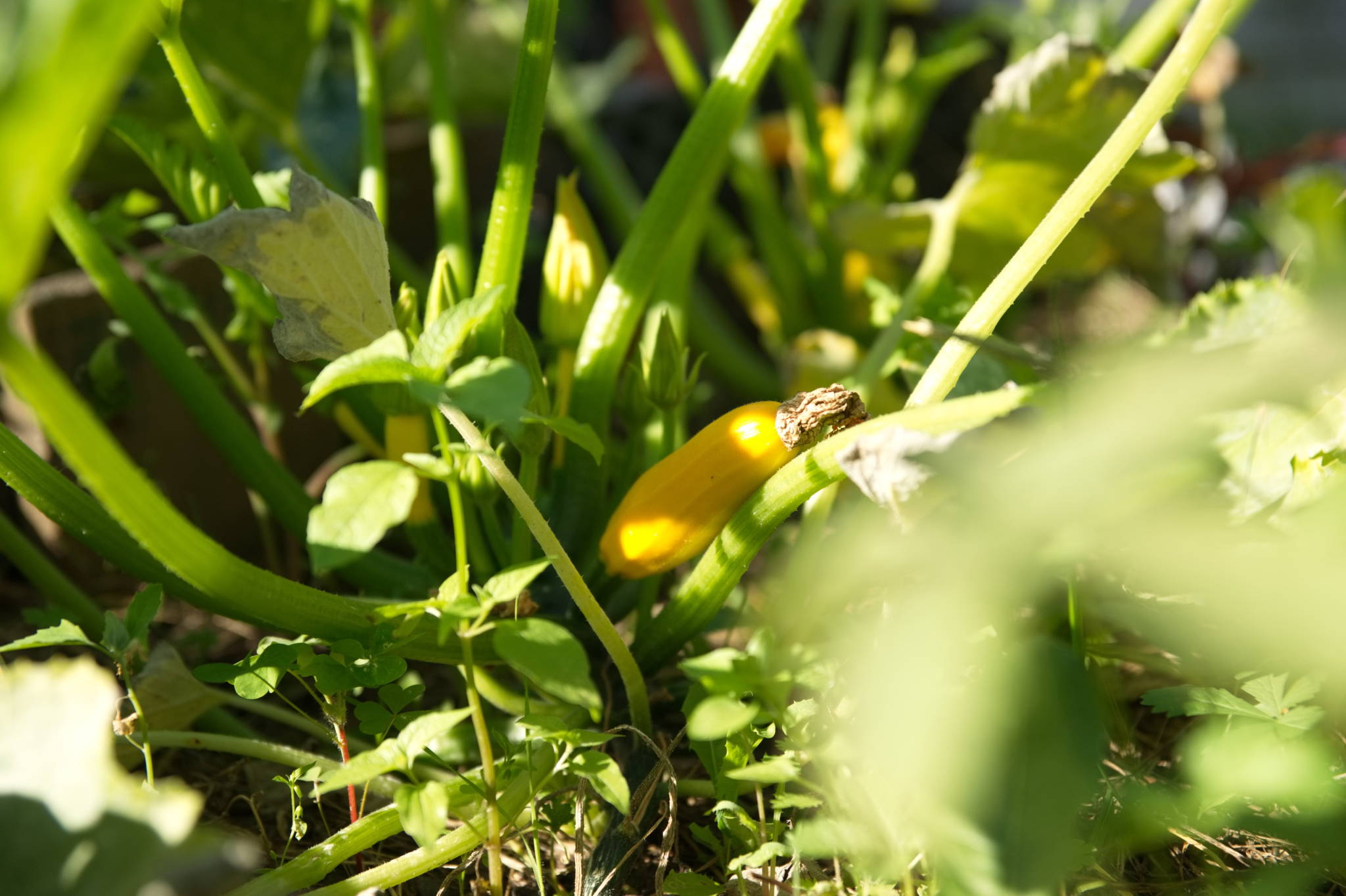 20230708 Urbane PK 005