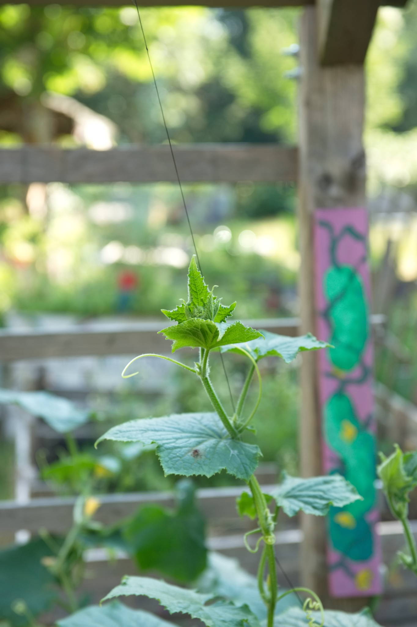 20230708 Urbane PK 007