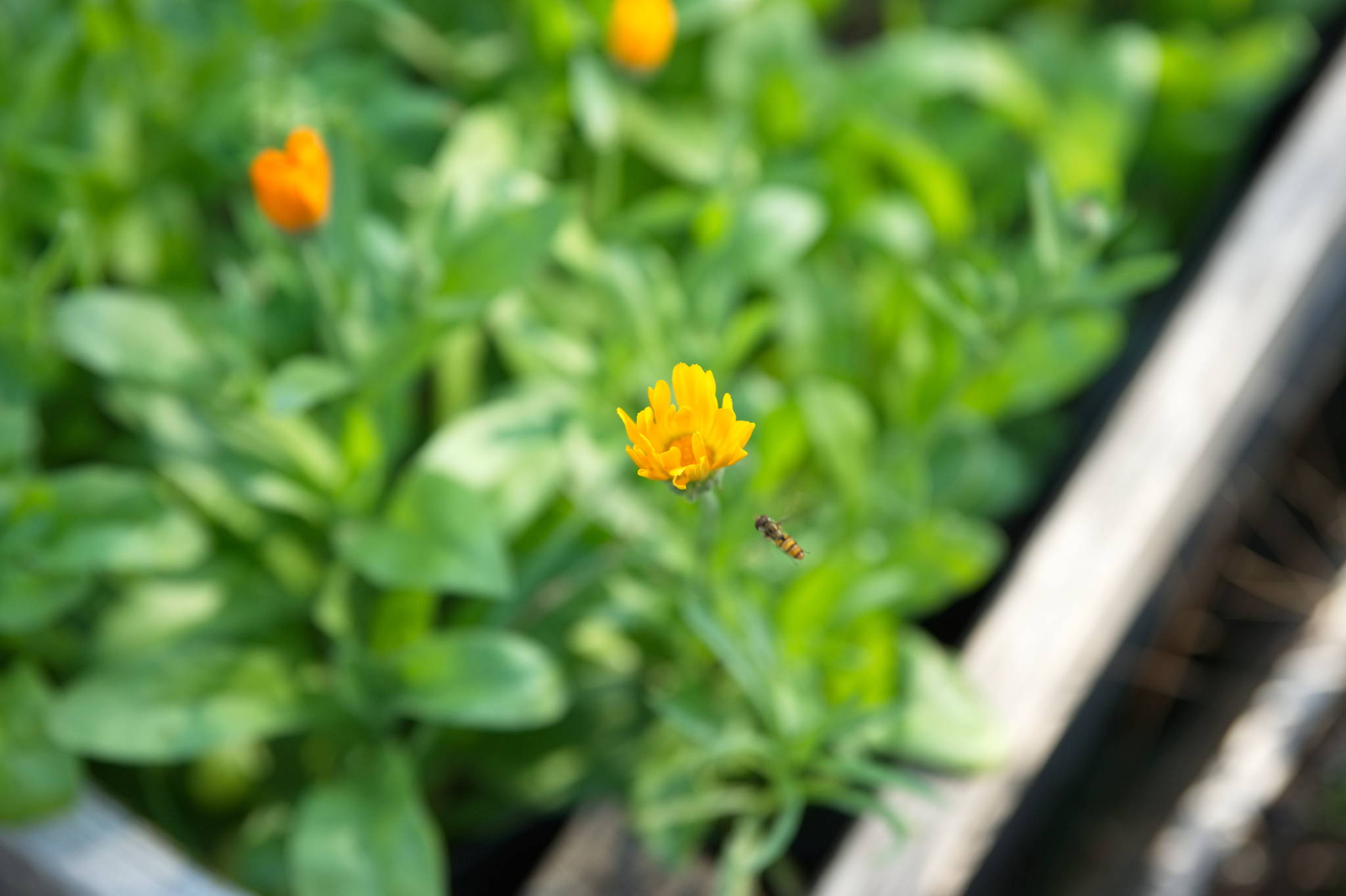 20230708 Urbane PK 011