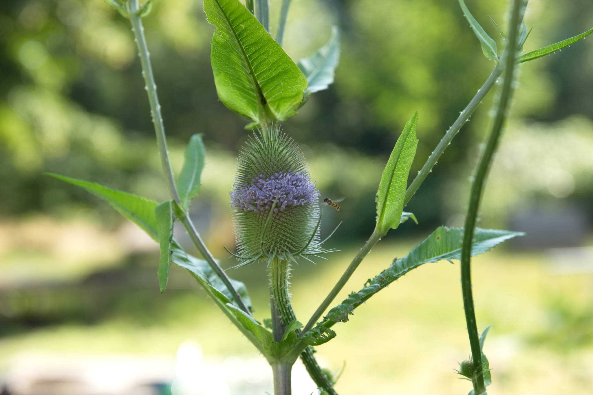 20230708 Urbane PK 012