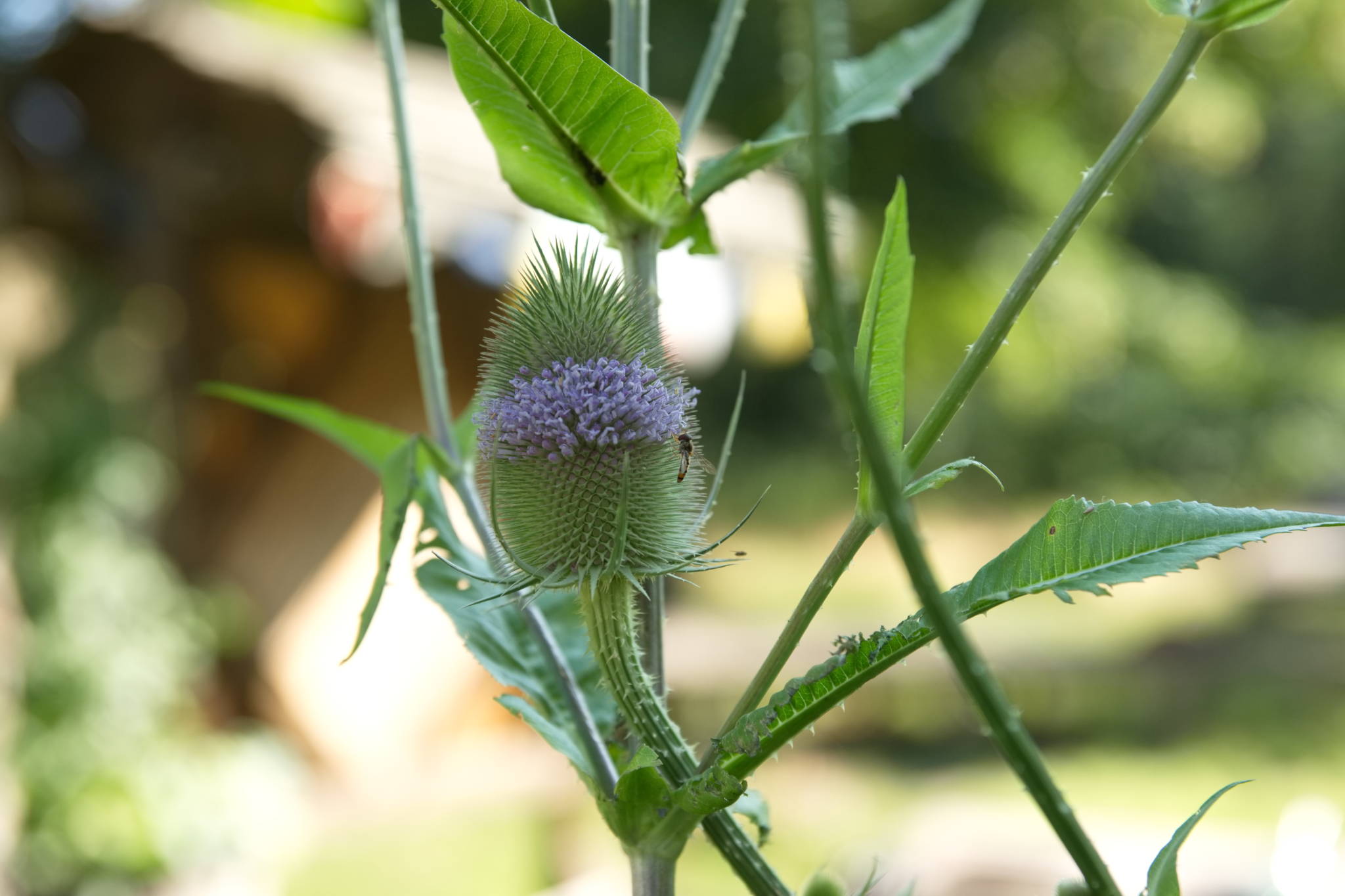 20230708 Urbane PK 013