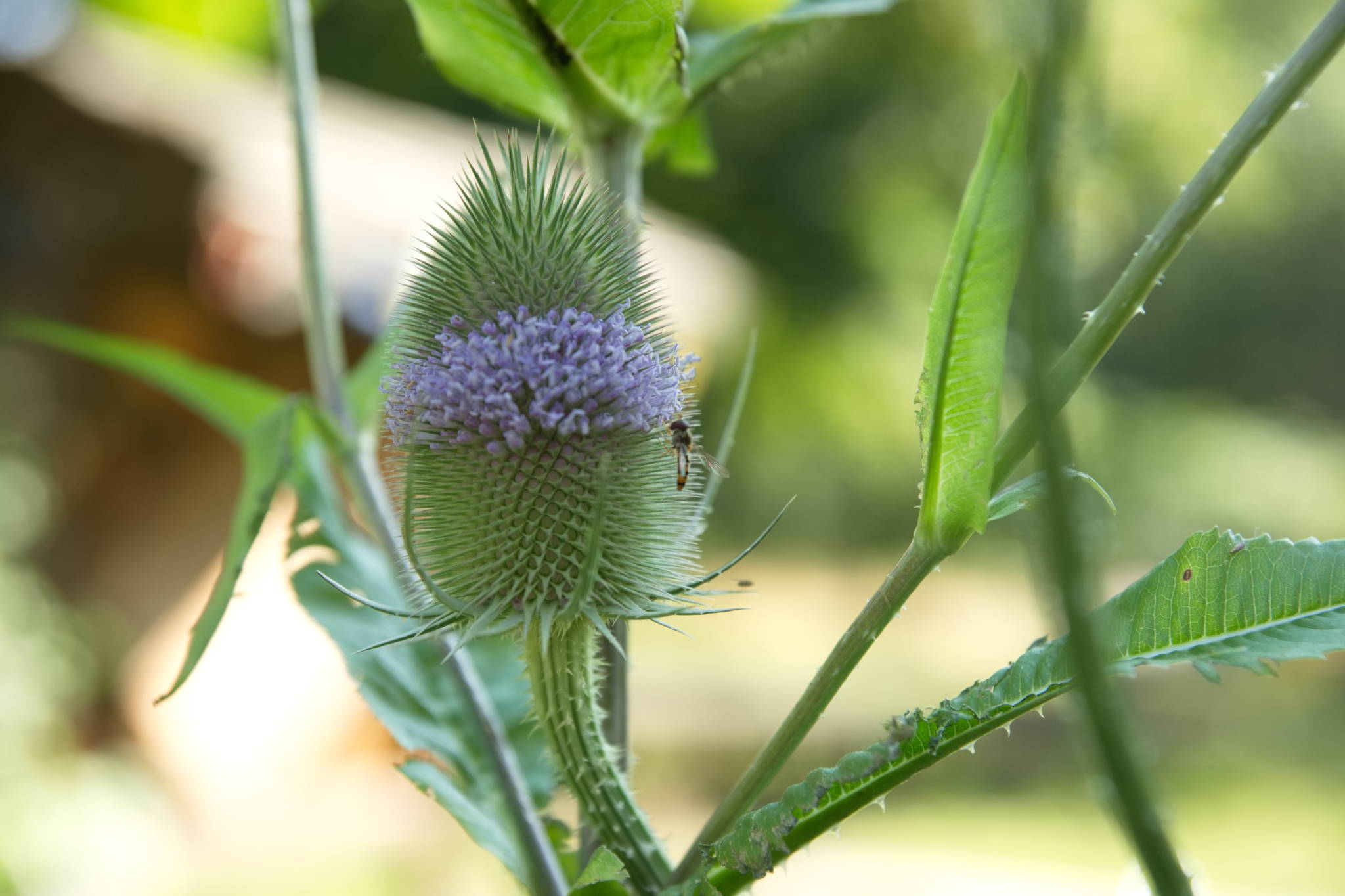 20230708 Urbane PK 015