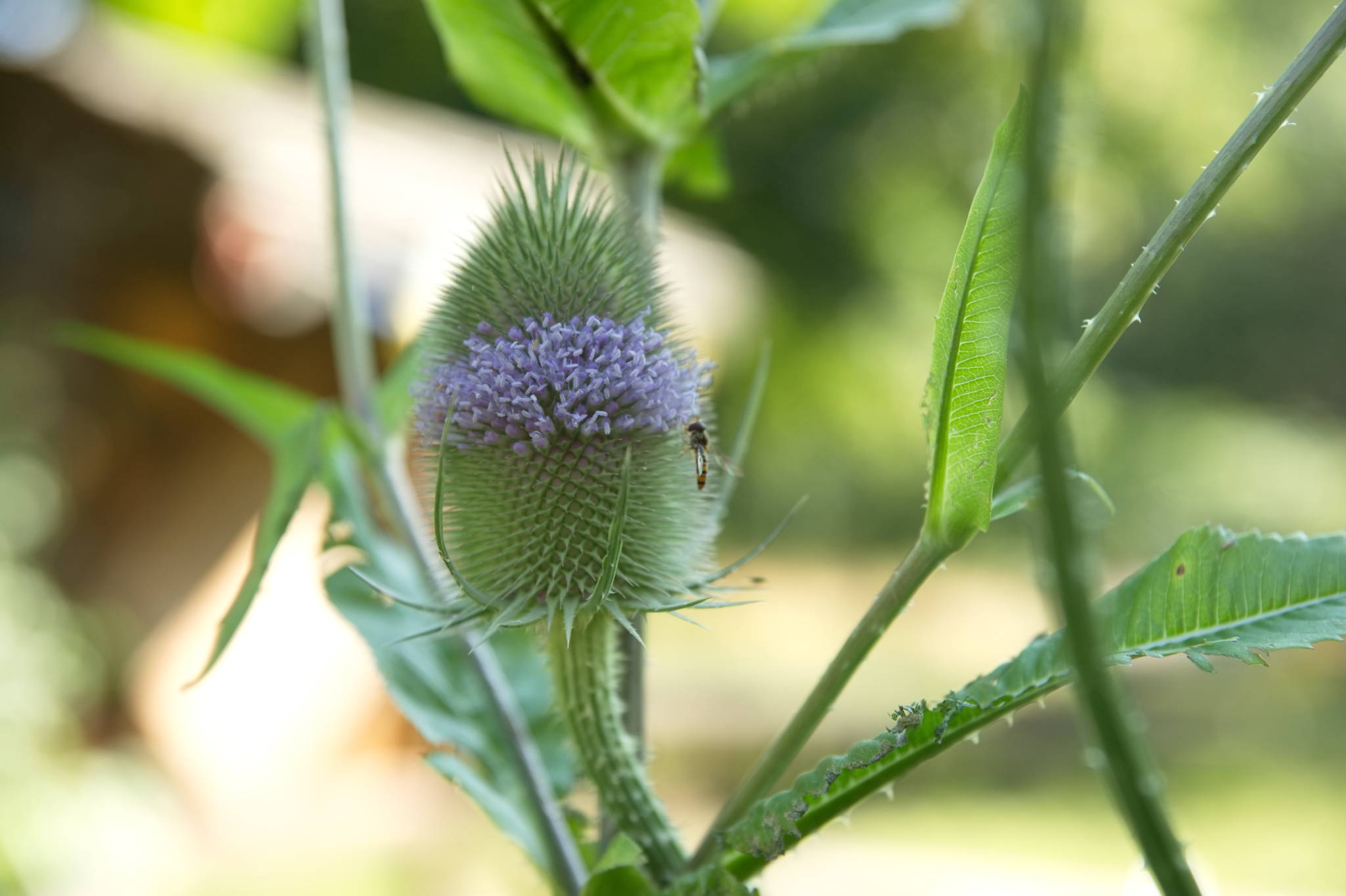 20230708 Urbane PK 016