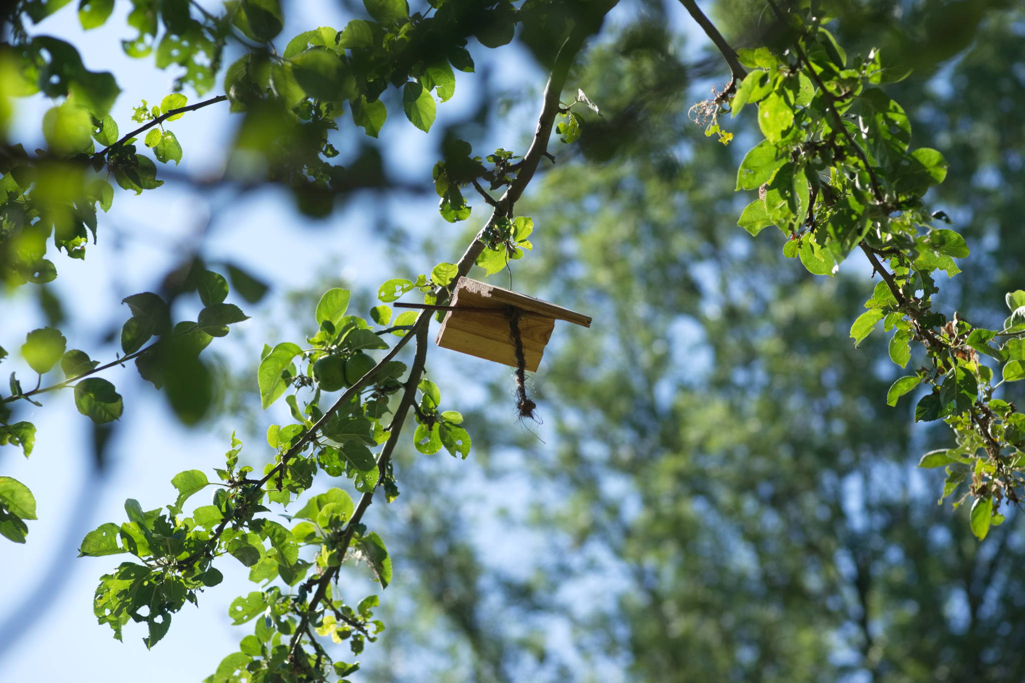 Fotos aus dem Vermehrungsgarten e.V.