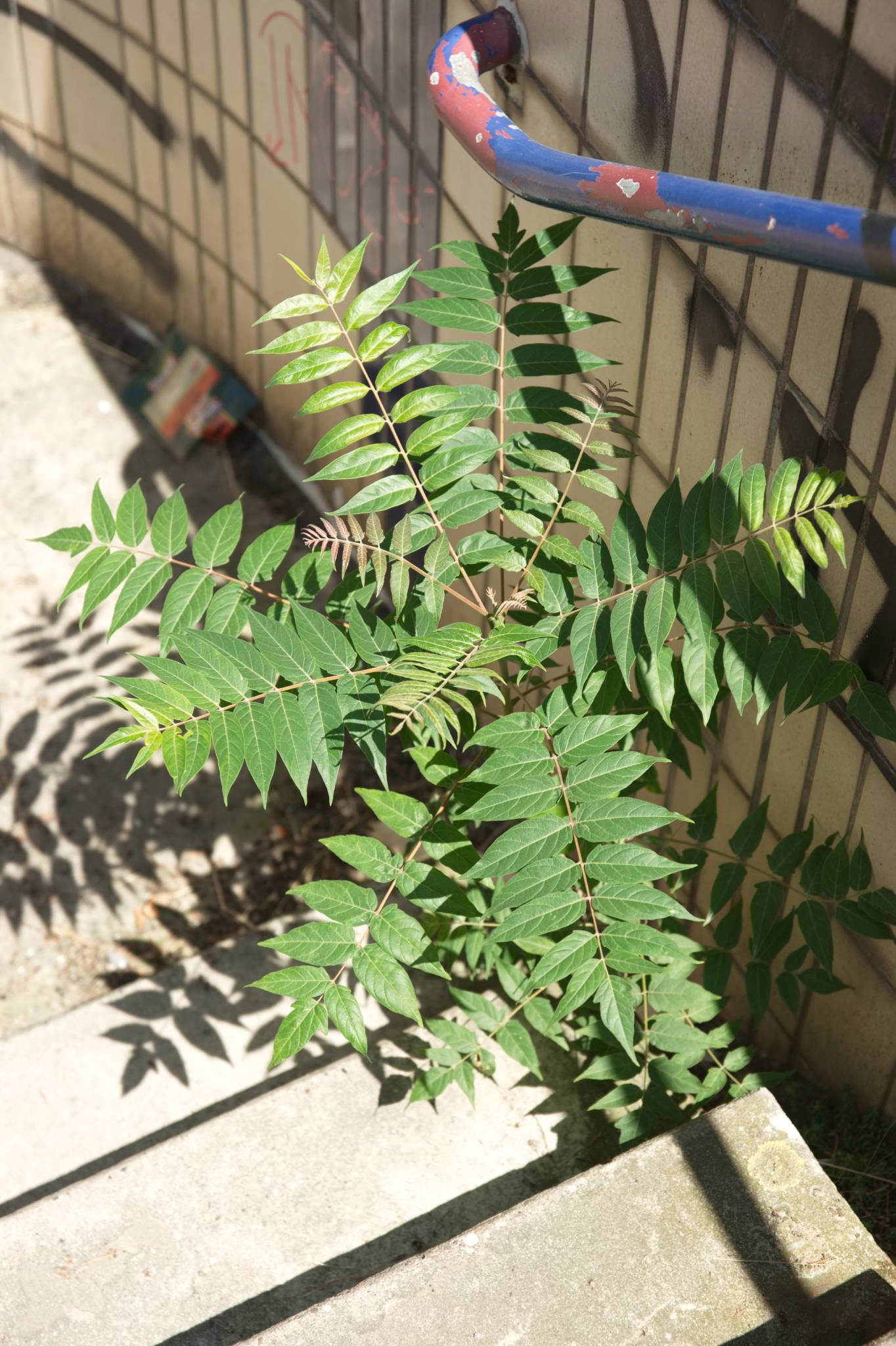 20230708 Urbane PK 032