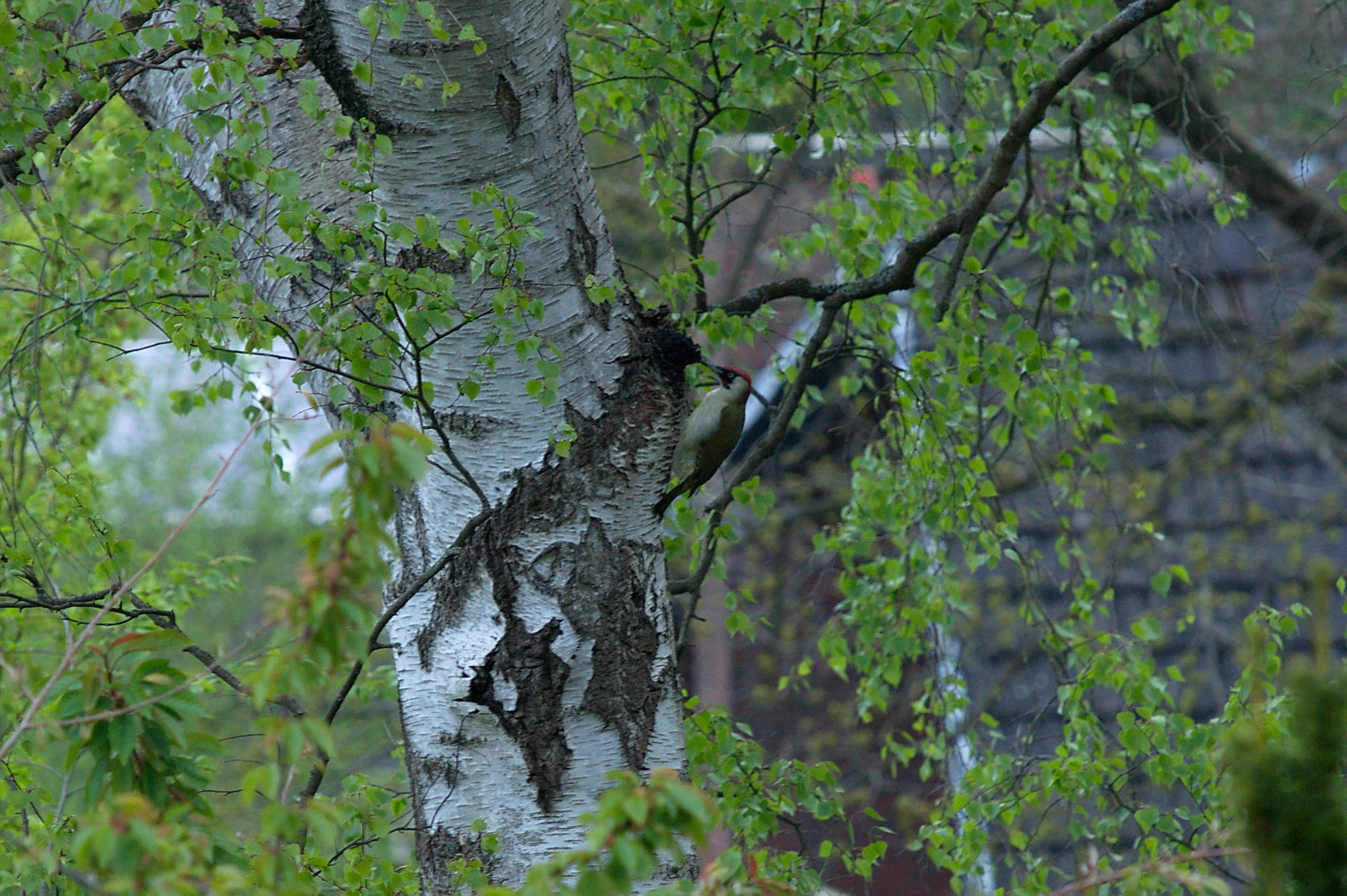 20200428 Gruensprecht 005